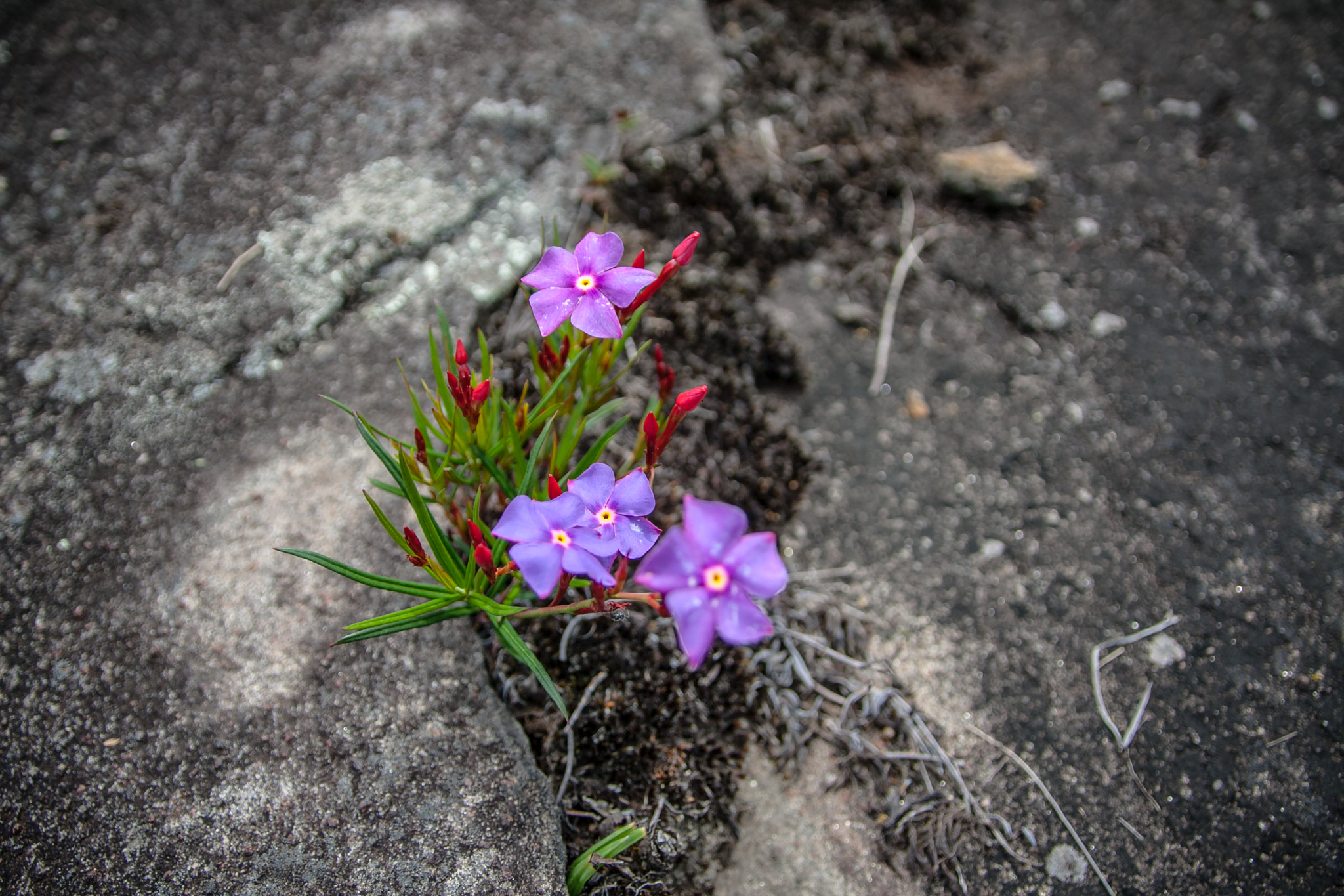 Sigma 17-70mm F2.8-4 DC Macro OS HSM sample photo. Flores.jpg photography