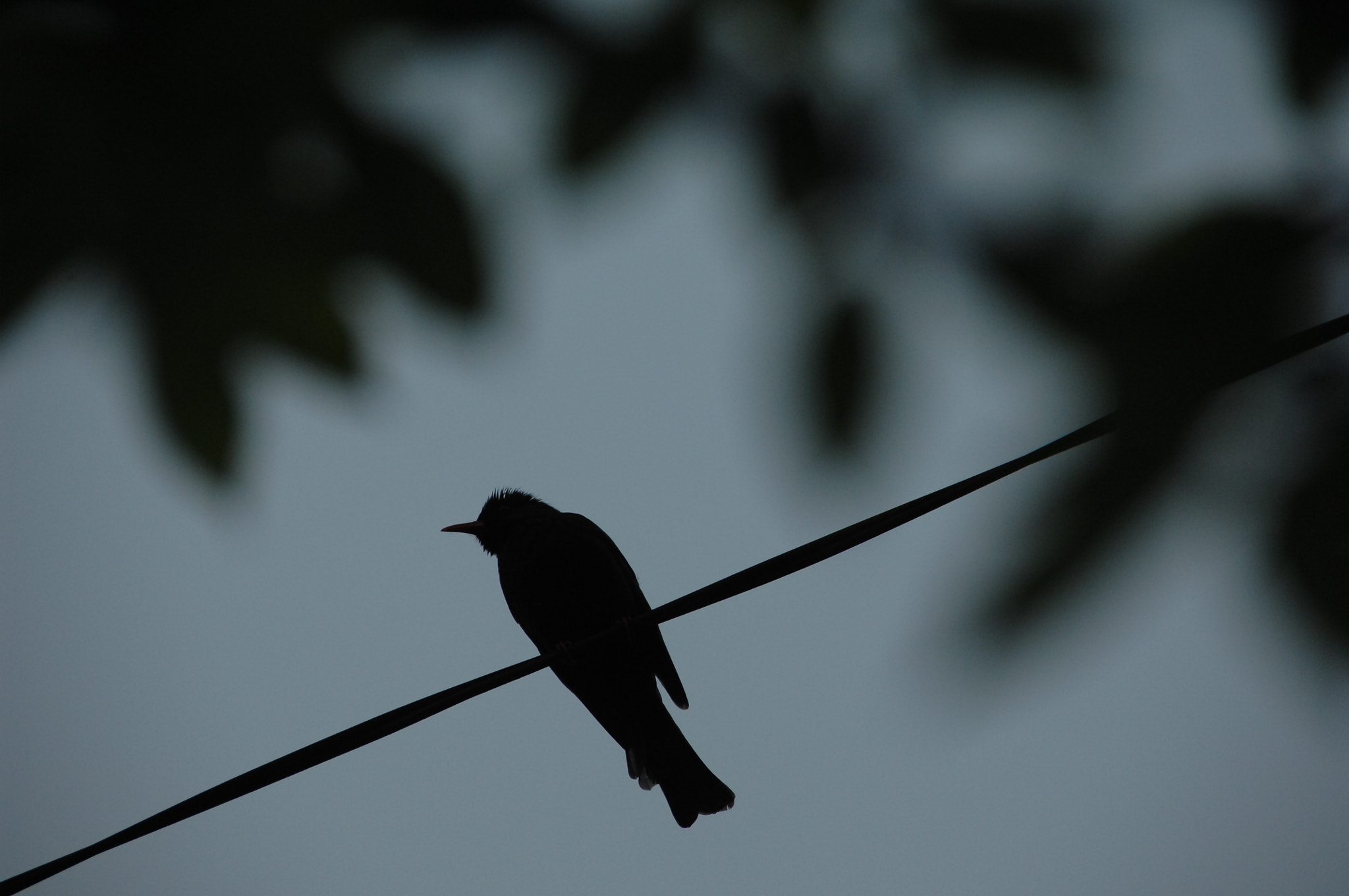 Nikon D2X sample photo. .. photography