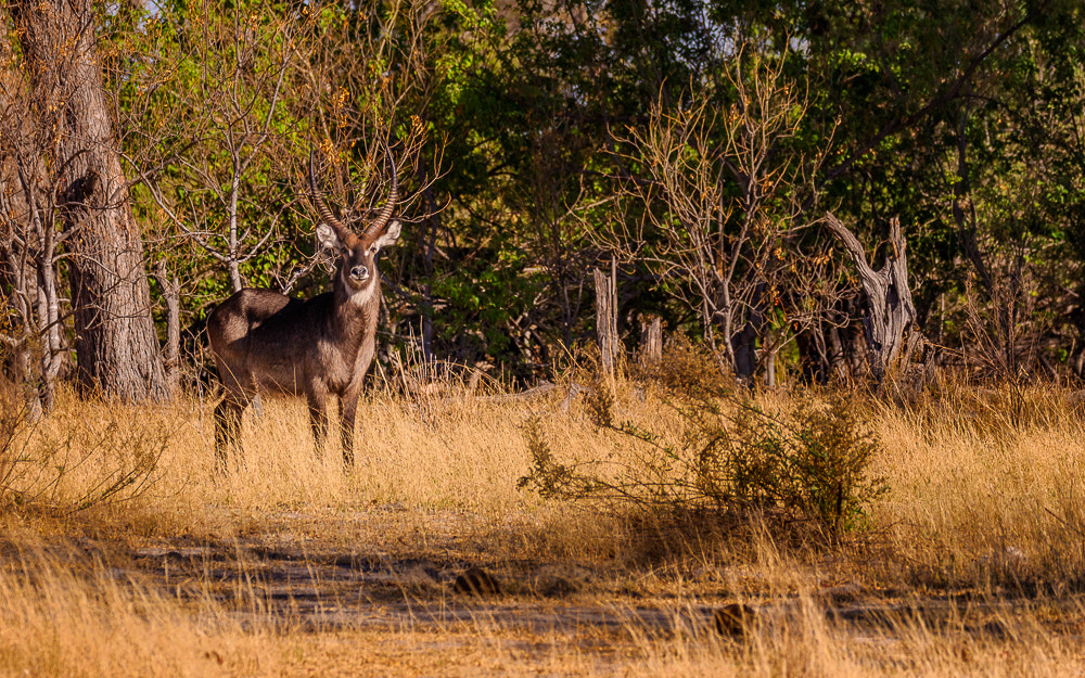 Sigma 150-600mm F5-6.3 DG OS HSM | S sample photo. Waterbuck photography