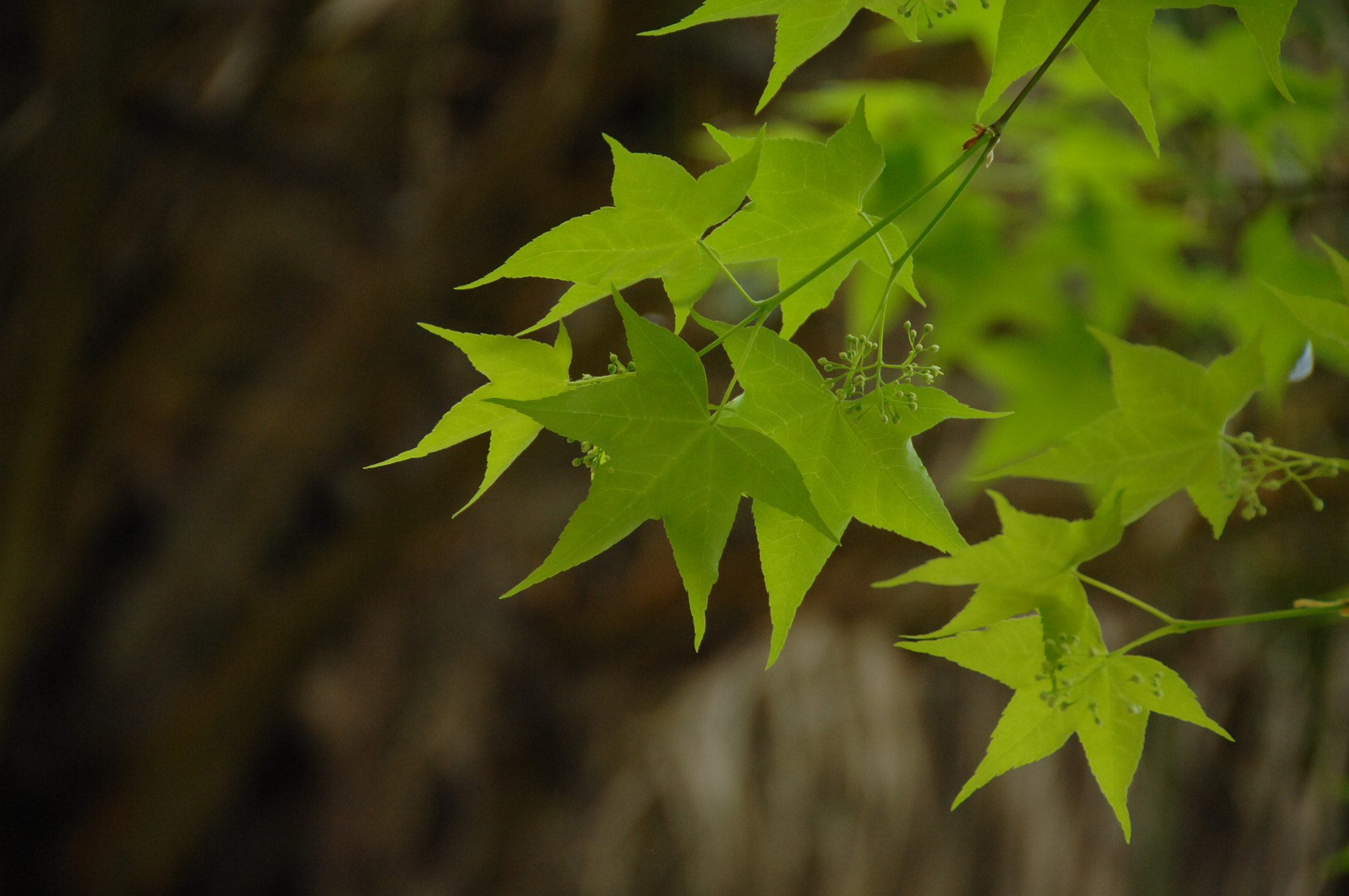 Nikon D2X sample photo. .. photography