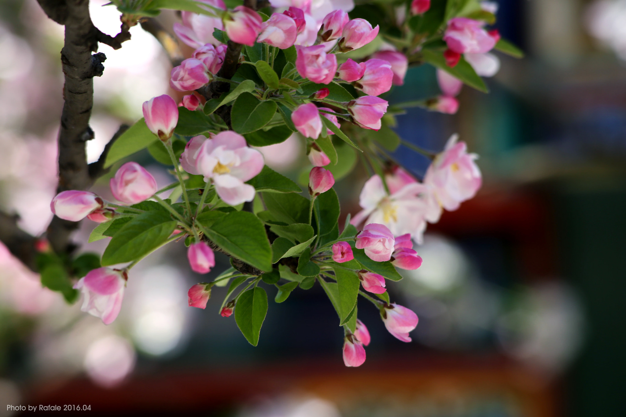 Canon EF 70-210mm f/3.5-4.5 USM sample photo