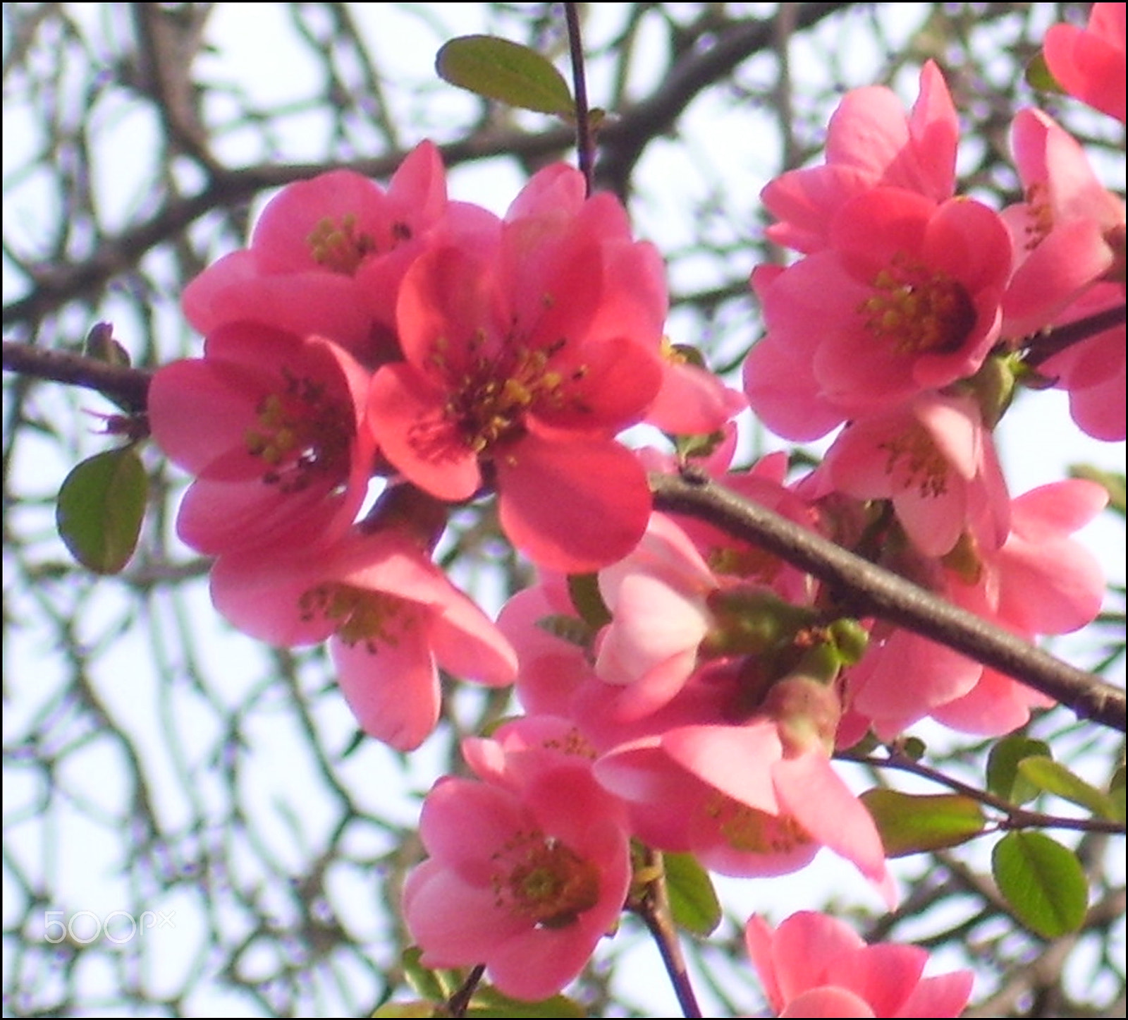 Kodak EASYSHARE C533 ZOOM DIGITAL CAMERA sample photo. Japanese quince photography