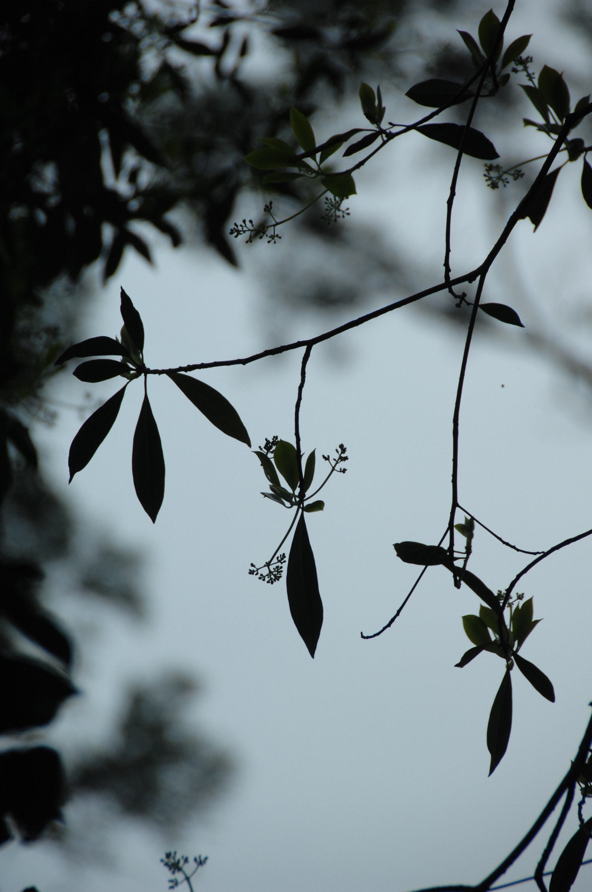 Nikon D2X sample photo. .. photography