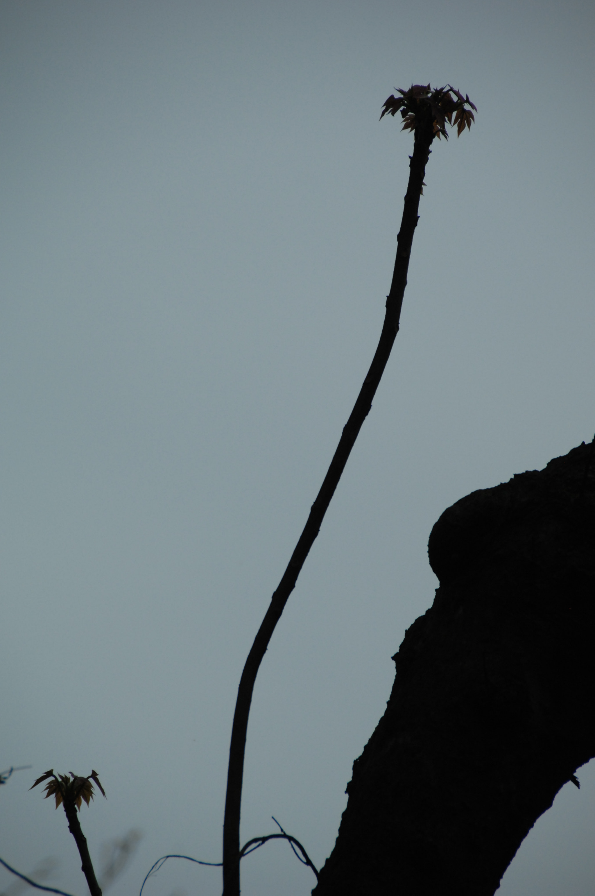 Nikon D2X sample photo. .. photography