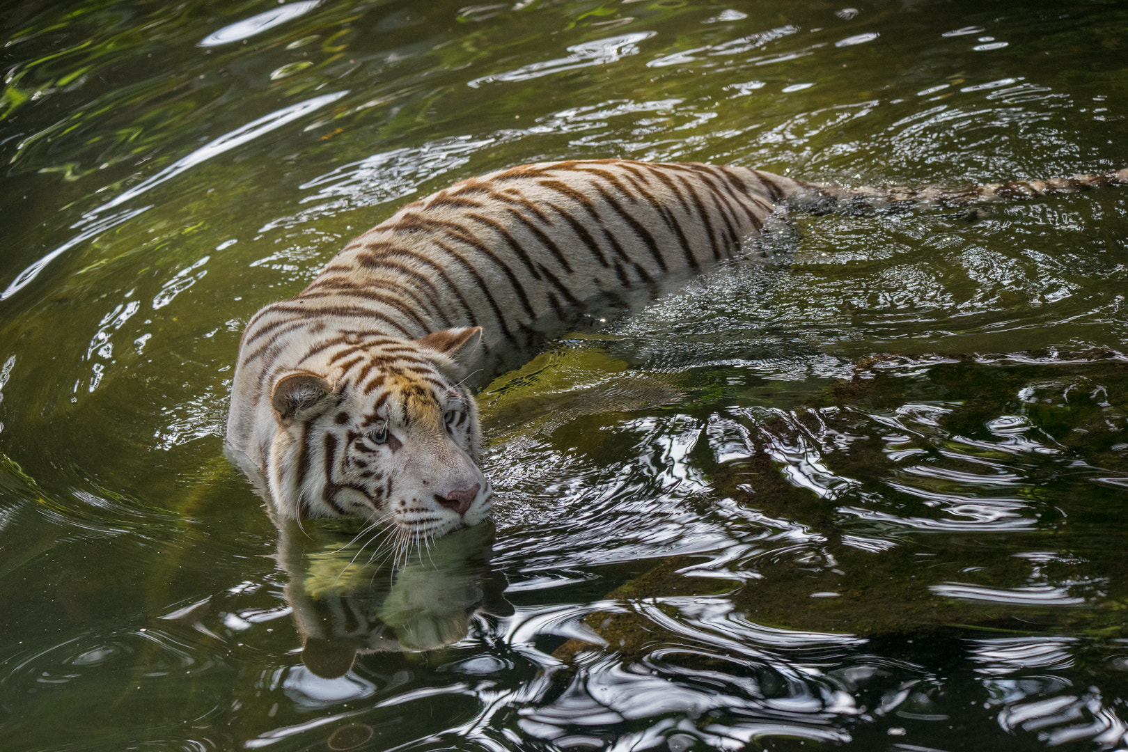 Sony a7 II + Tamron SP 150-600mm F5-6.3 Di VC USD sample photo. White tiger in water photography