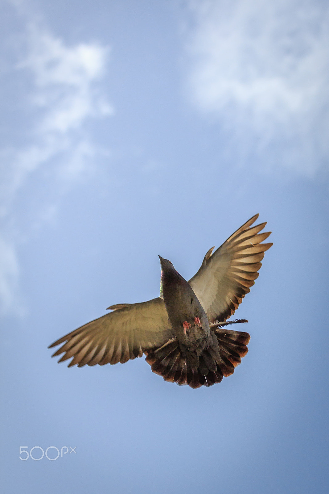 Canon EOS 650D (EOS Rebel T4i / EOS Kiss X6i) sample photo. Arabian pigeon photography