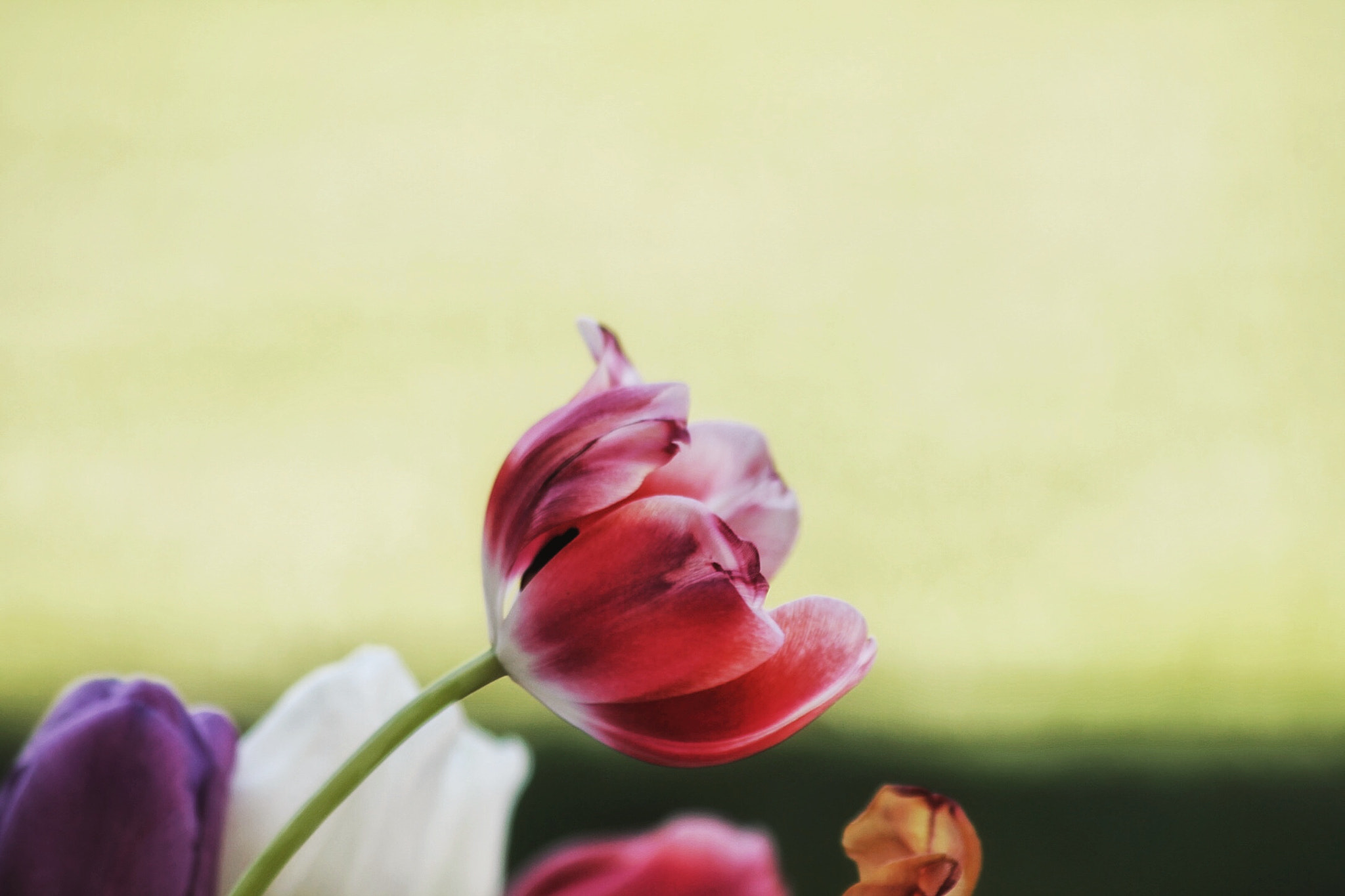 Sigma 70-300mm F4-5.6 APO DG Macro sample photo. Float photography