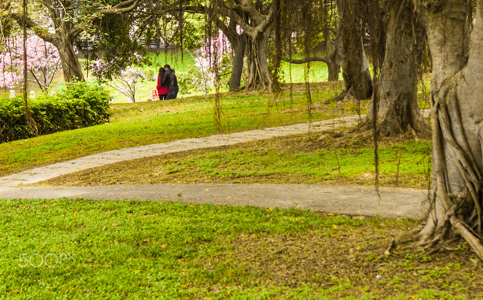 Sony Alpha DSLR-A300 sample photo. Under the tree photography