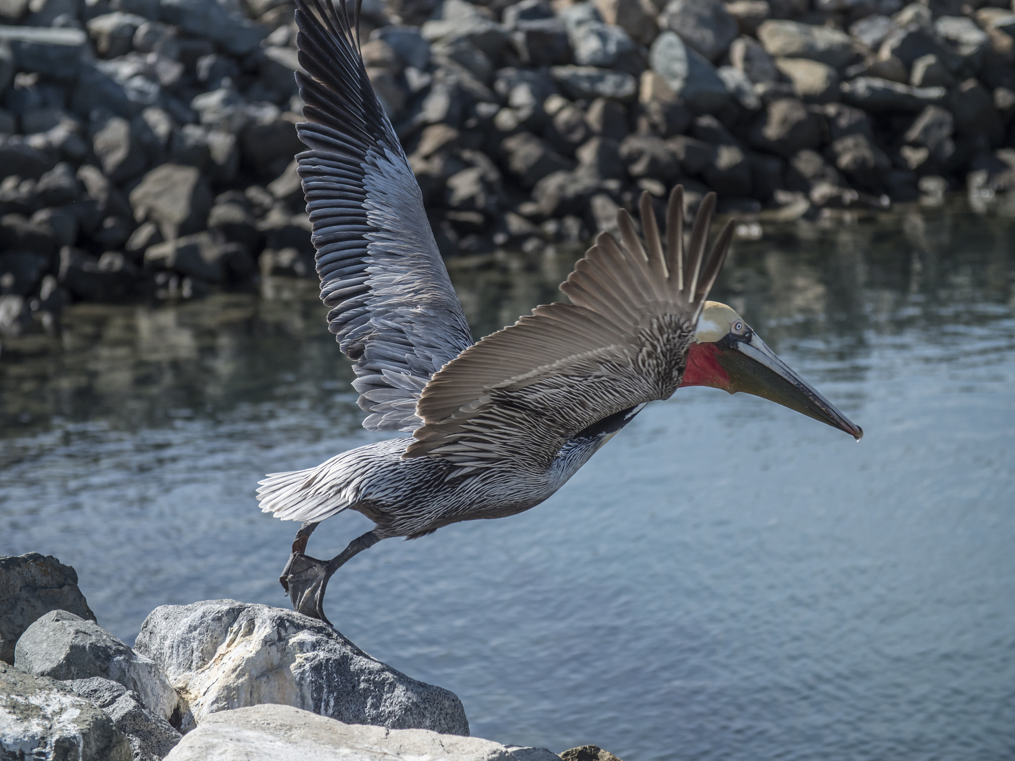 Canon EF 24-105mm F4L IS USM sample photo. Takeoff photography