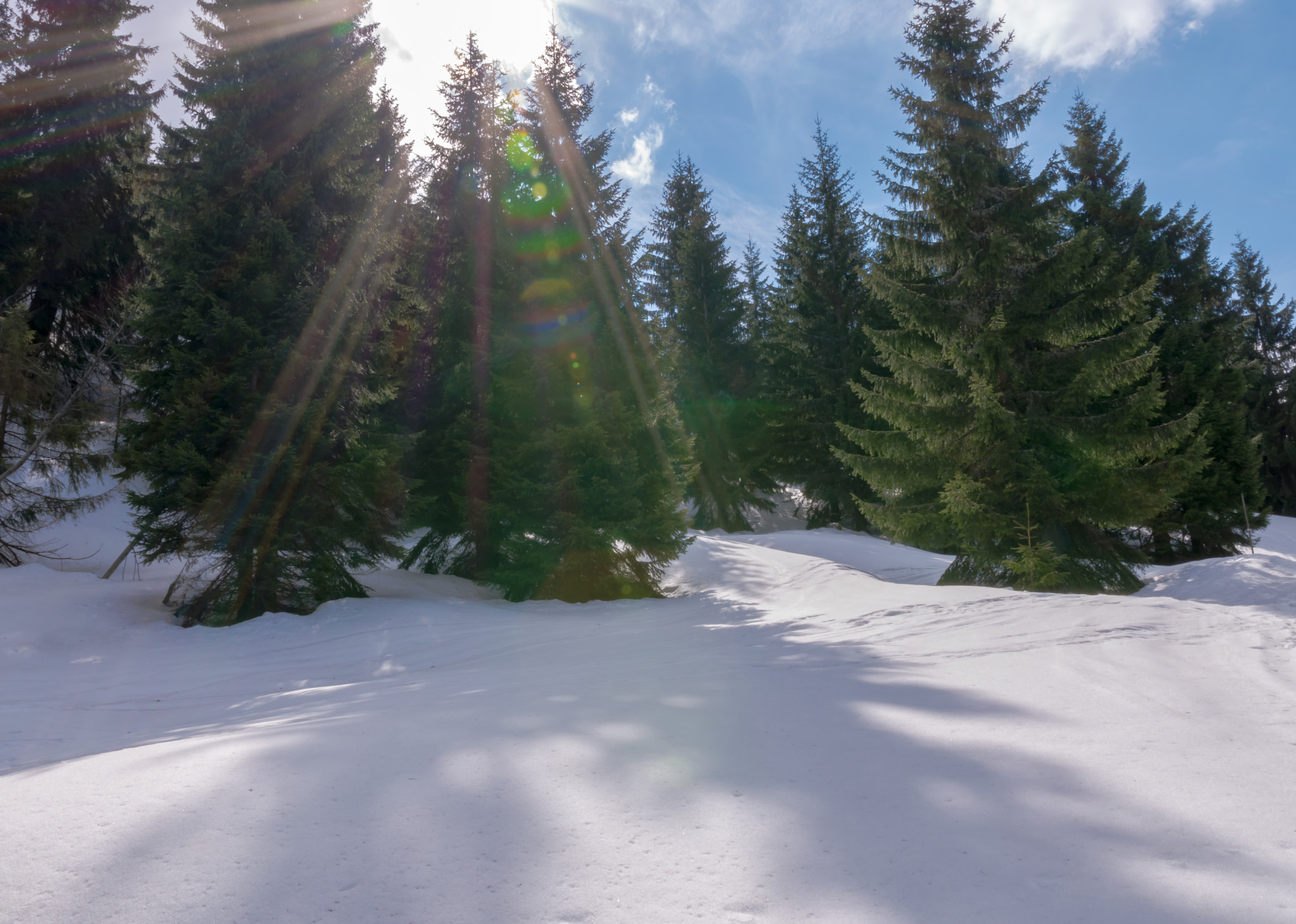 Sigma 17-70mm F2.8-4 DC Macro OS HSM | C sample photo. Winter nature photography
