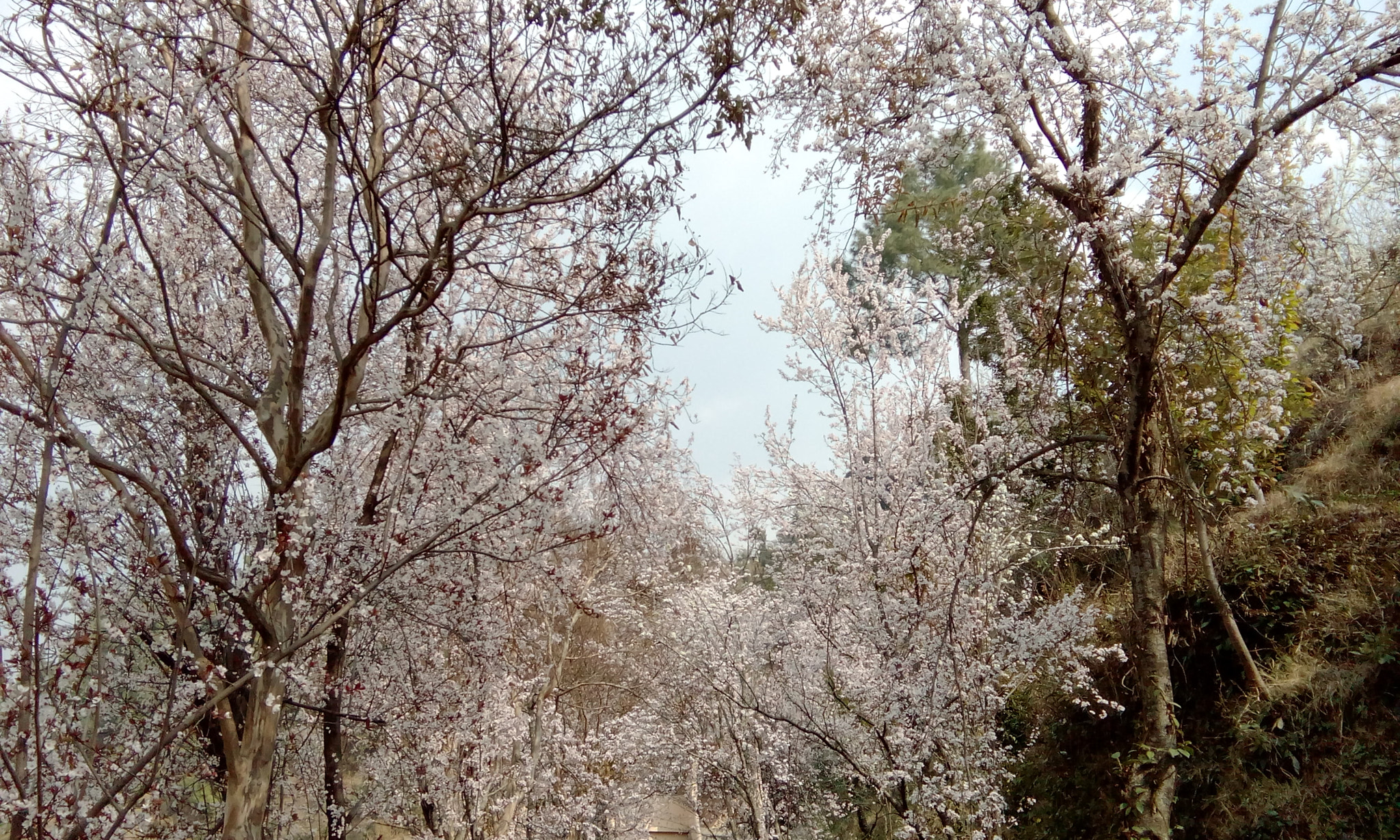 HTC DESIRE 526G+ DUAL SIM sample photo. Canopy  photography