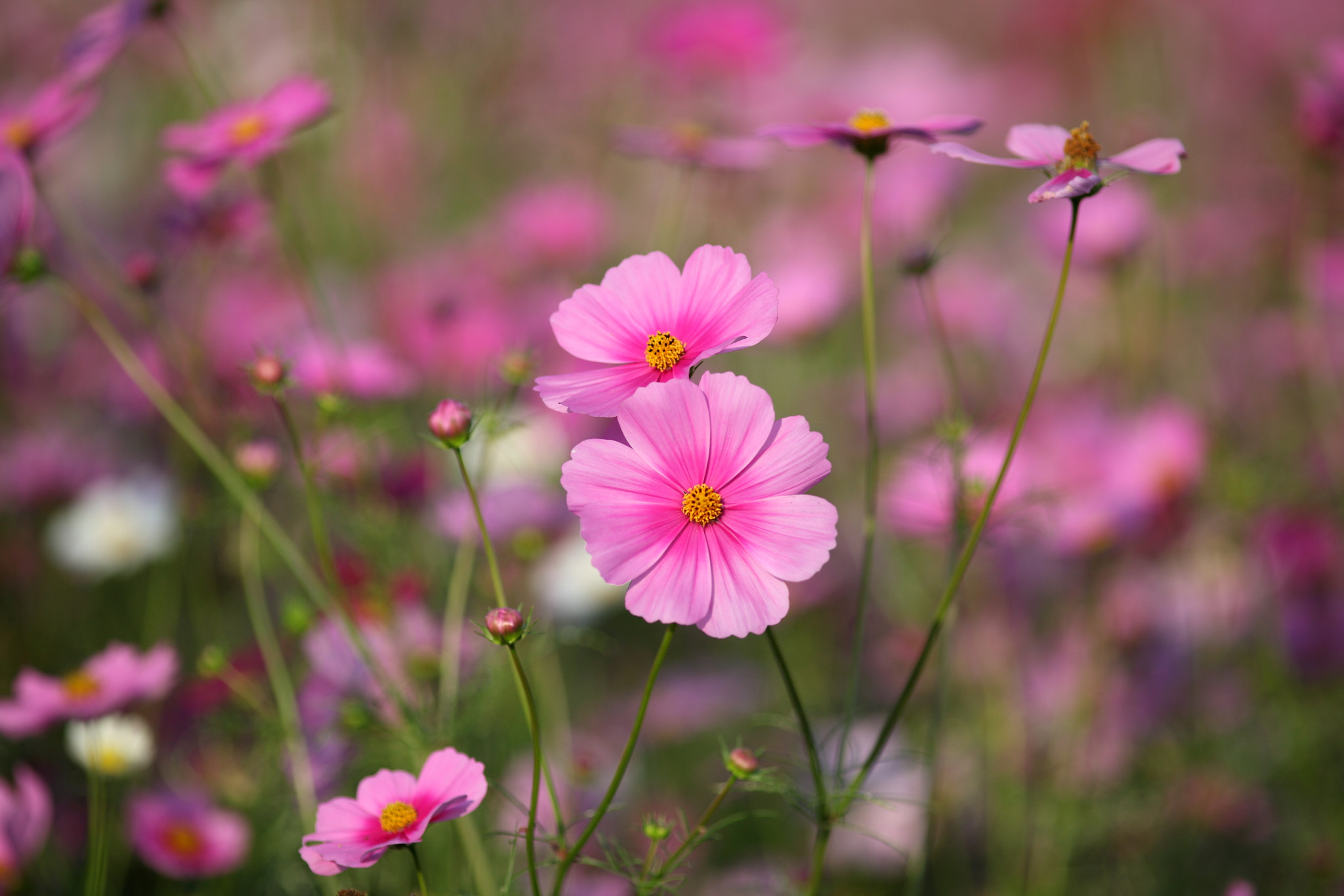 Canon EF 200mm F2.8L II USM sample photo. Cosmos flowers photography