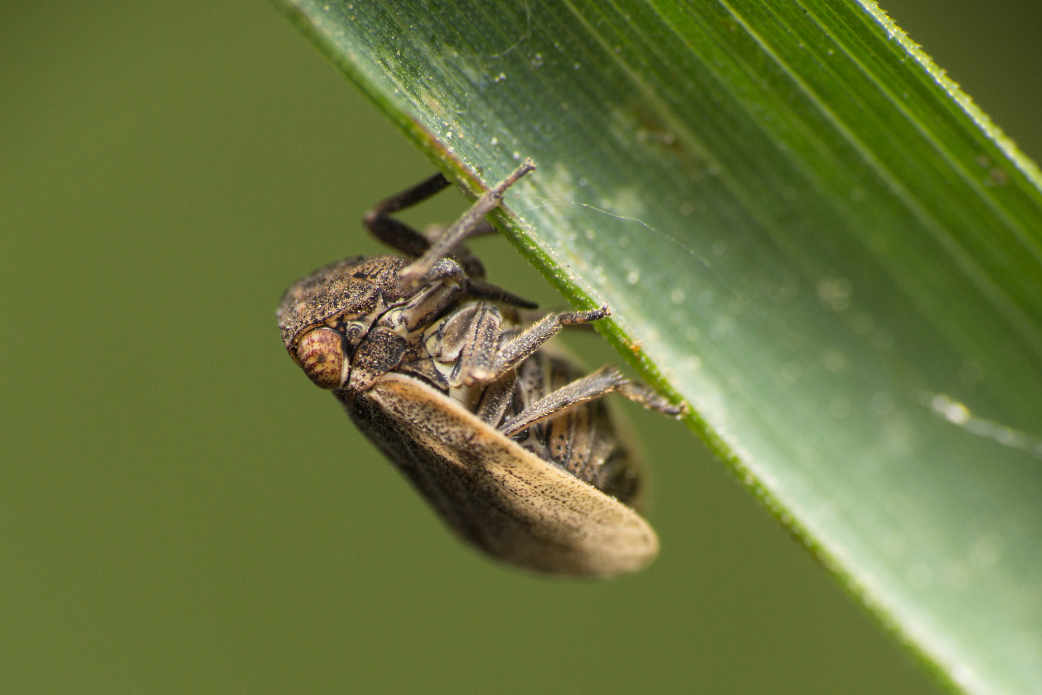Tamron SP AF 180mm F3.5 Di LD (IF) Macro sample photo. Hysteropterum bilobum photography
