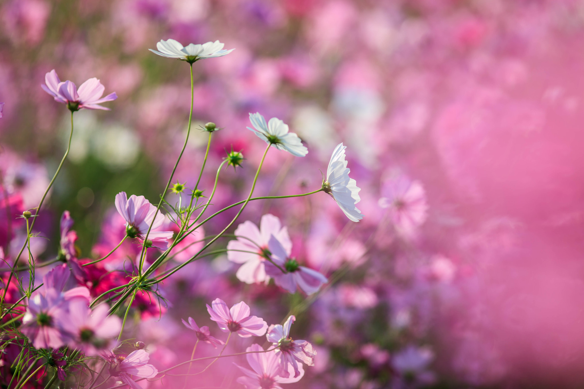 Canon EF 200mm F2.8L II USM sample photo. Cosmos flowers photography