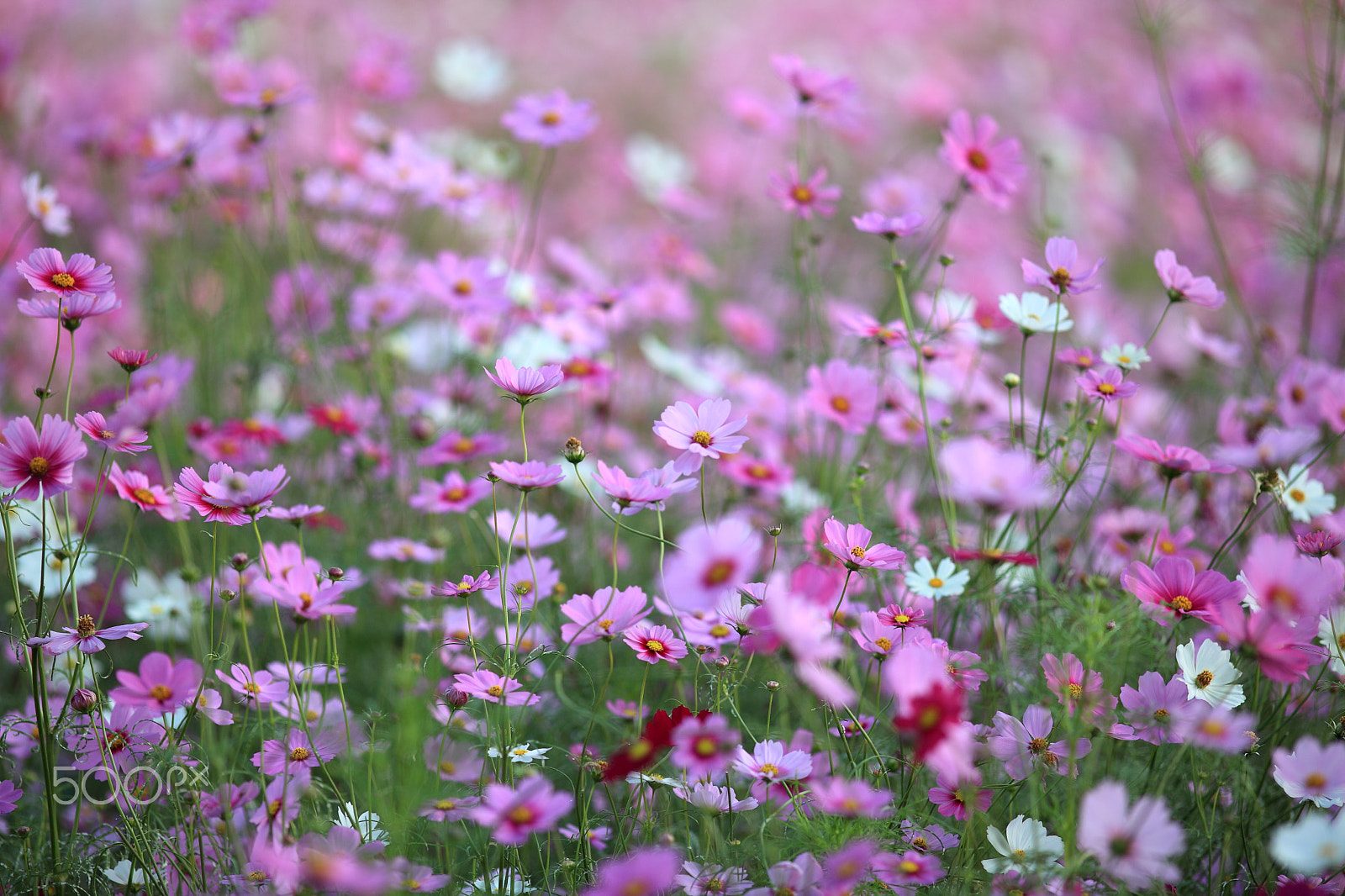 Canon EF 200mm F2.8L II USM sample photo. Cosmos flowers photography