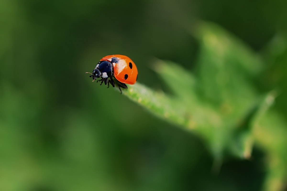 Canon EOS 600D (Rebel EOS T3i / EOS Kiss X5) + Canon EF 50mm F2.5 Macro sample photo. Coccinella septempunctata photography