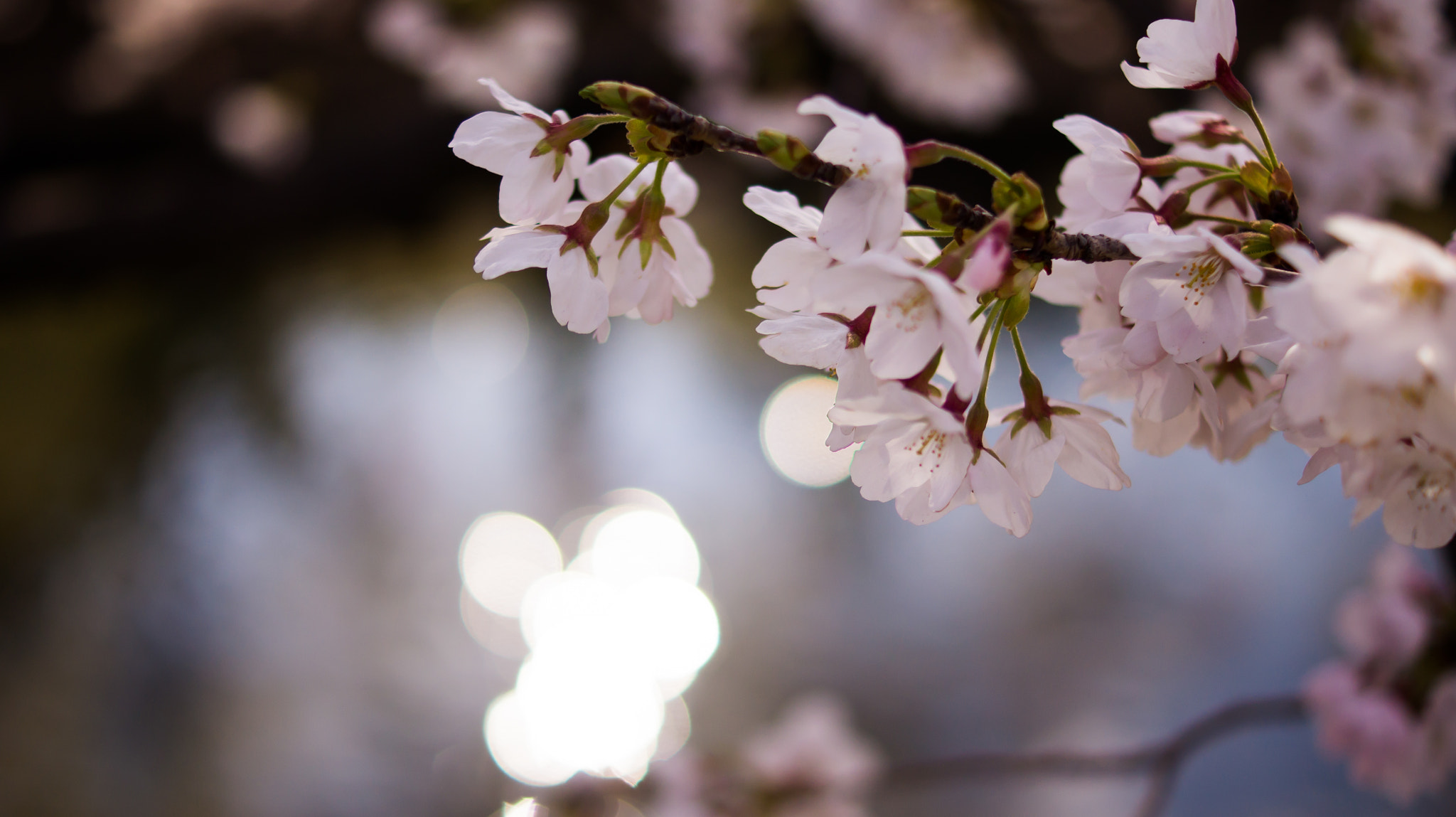 Sony SLT-A33 + Sony DT 35mm F1.8 SAM sample photo. Cherry blossom (a33 sony) photography