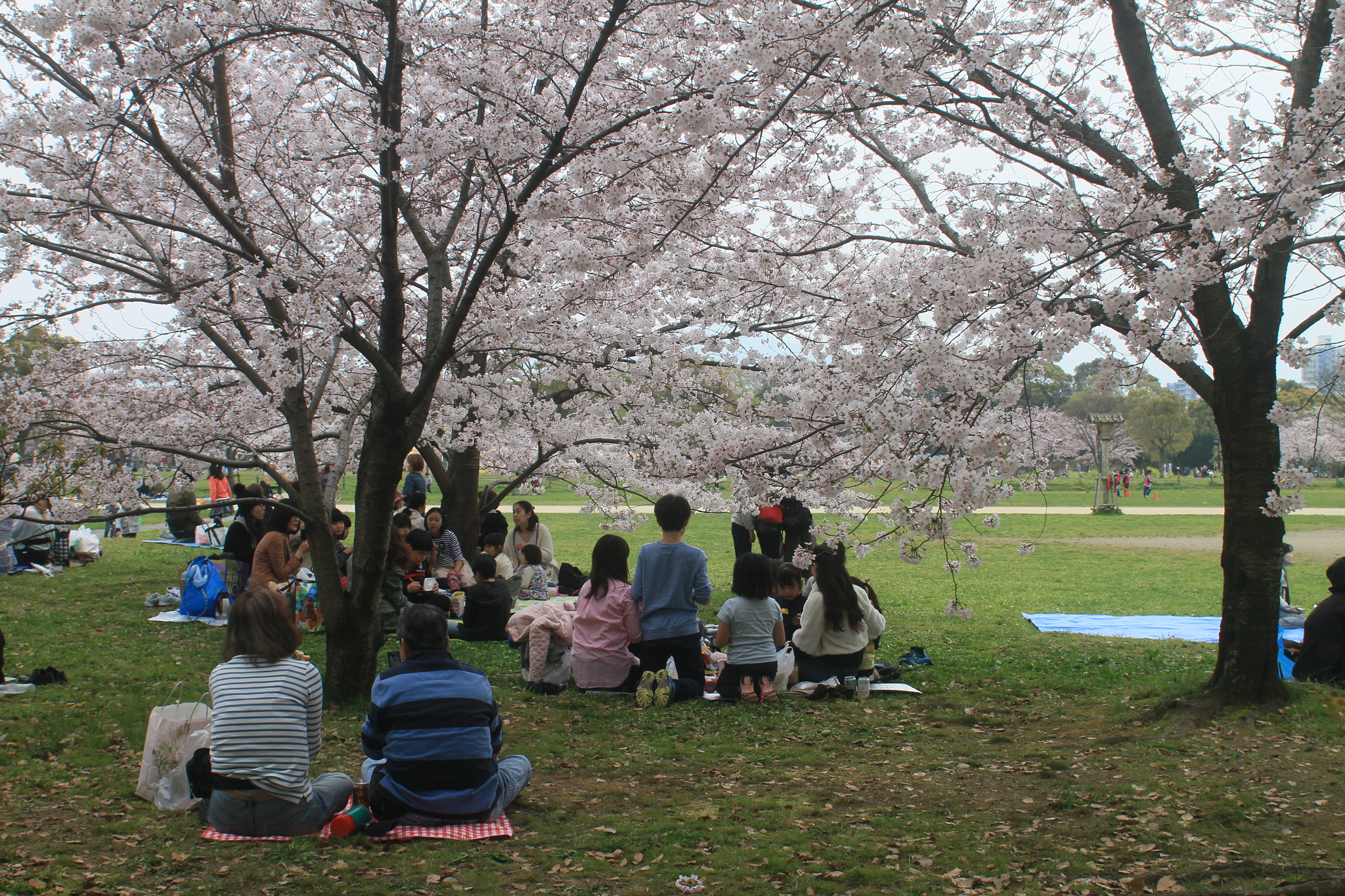 Canon EOS 7D + Canon EF 20-35mm F3.5-4.5 USM sample photo. Sakura picnic. photography