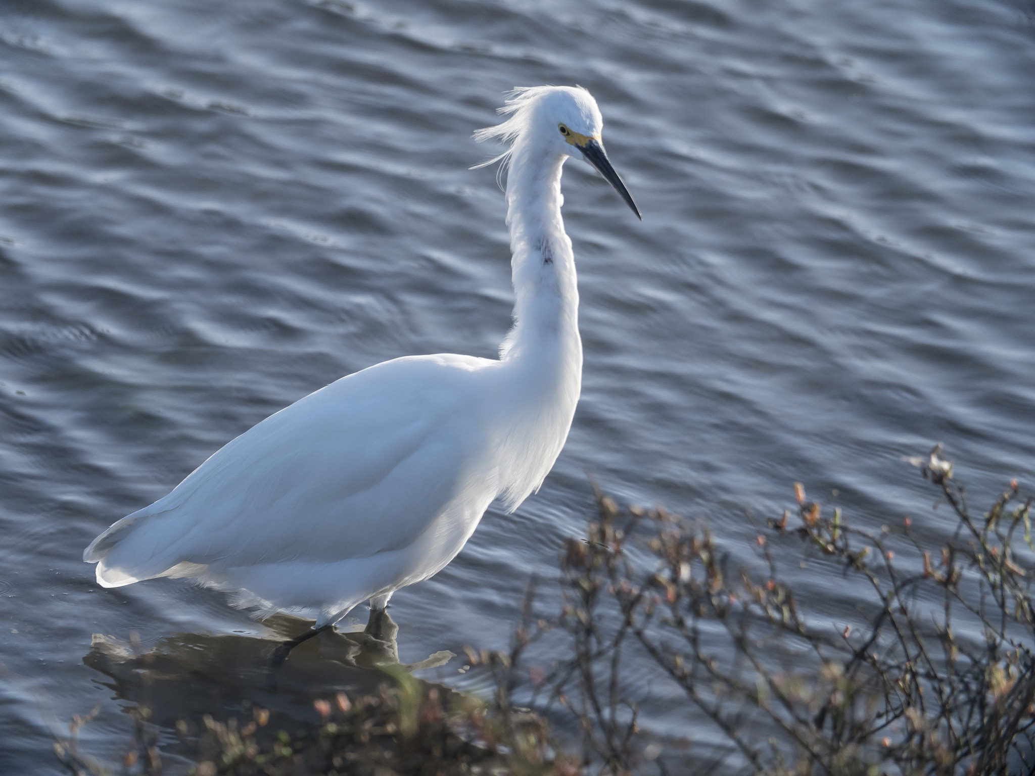 Panasonic Lumix DMC-GH4 sample photo. Heron photography