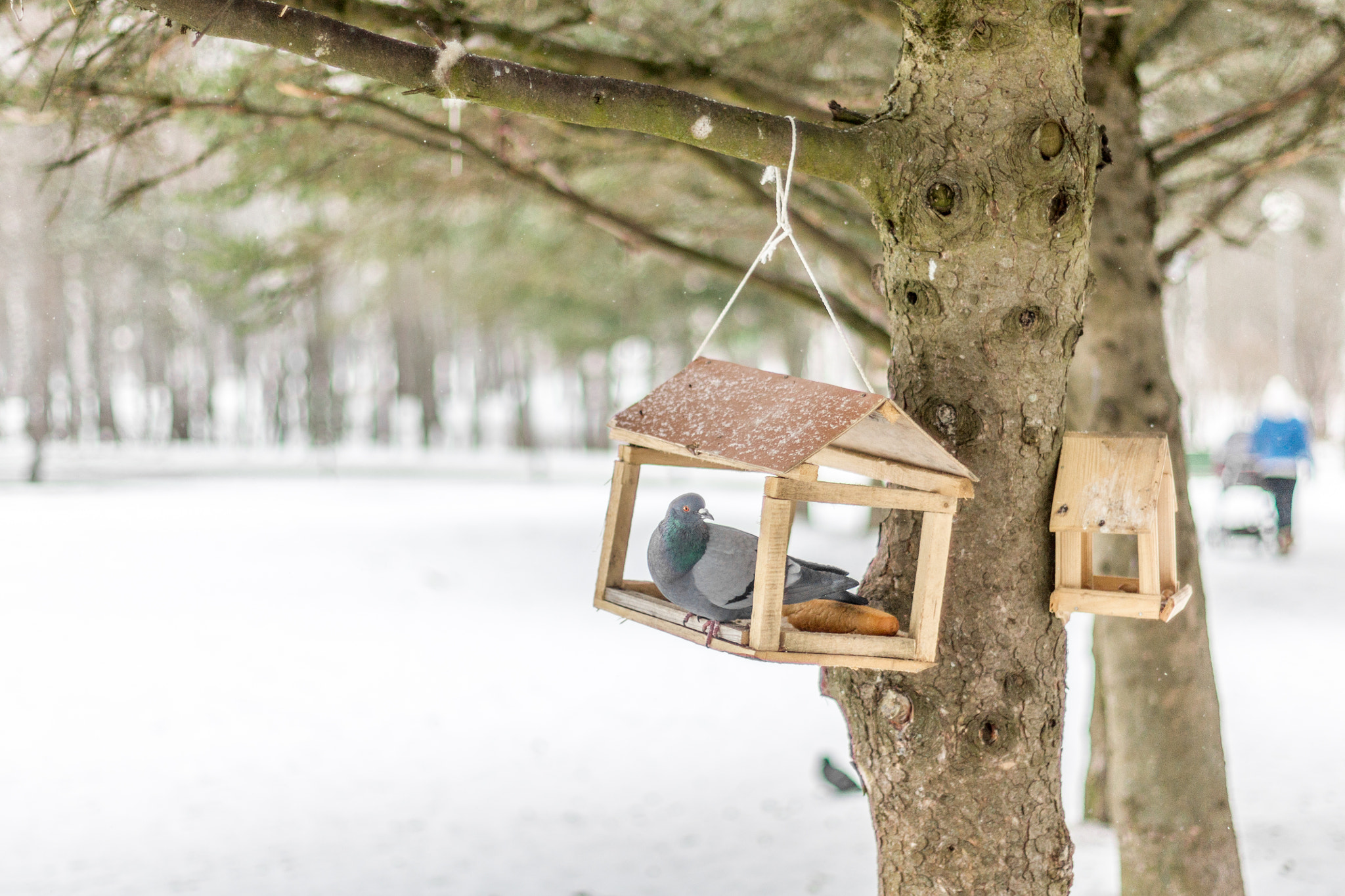 Sony Alpha DSLR-A500 + Sony 50mm F1.4 sample photo. Pigeon in a birdhouse photography