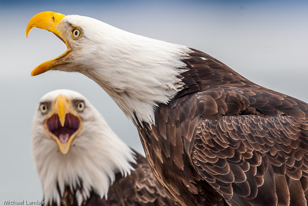 Canon EOS-1D Mark III + Canon EF 400mm F2.8L IS USM sample photo. The screaming eagles photography