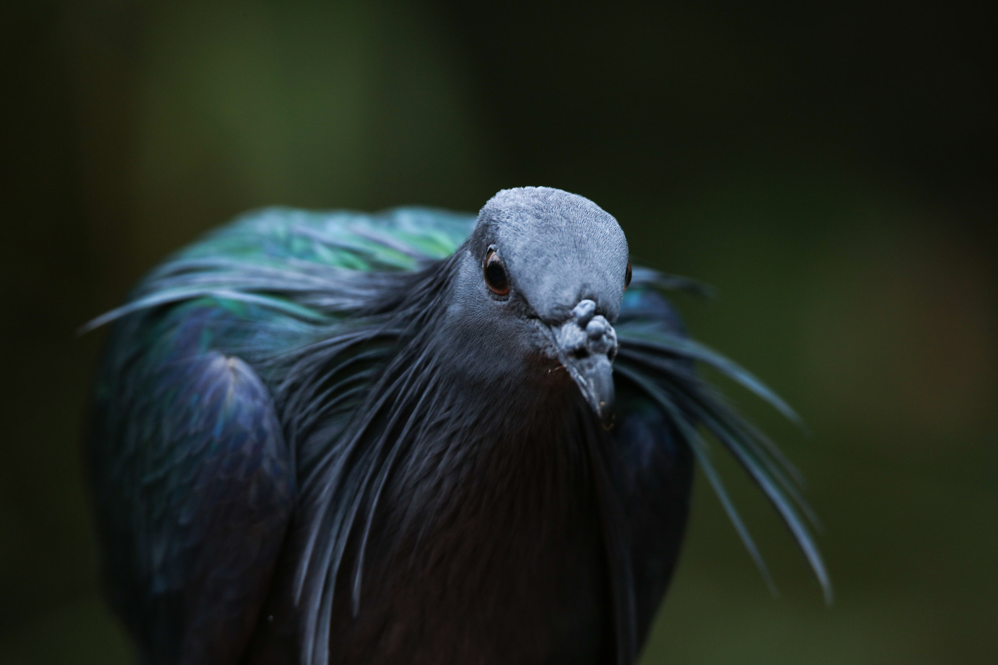 Canon EOS 5DS + Tamron SP 150-600mm F5-6.3 Di VC USD sample photo. Nicobar pigeon photography