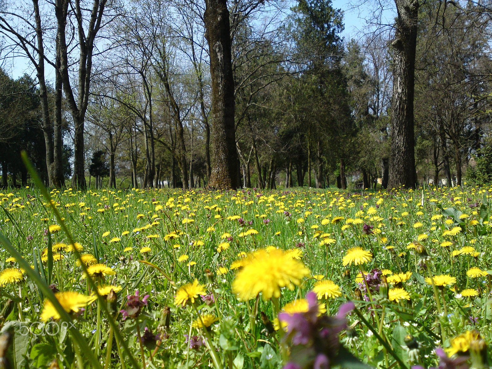 Sony Ericsson U1i sample photo. Beauty of nature photography