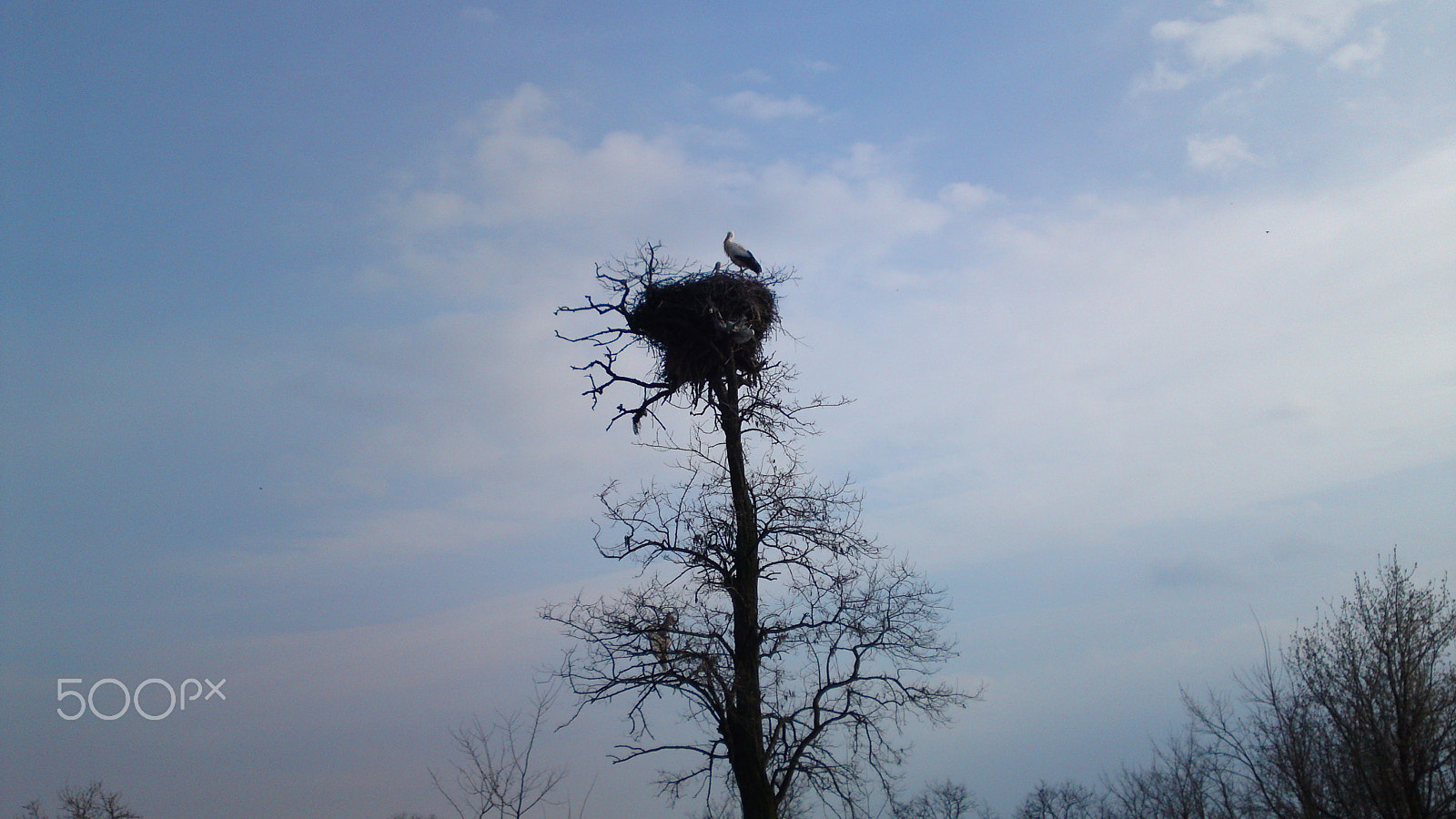 Sony Ericsson U1i sample photo. Beauty of nature photography