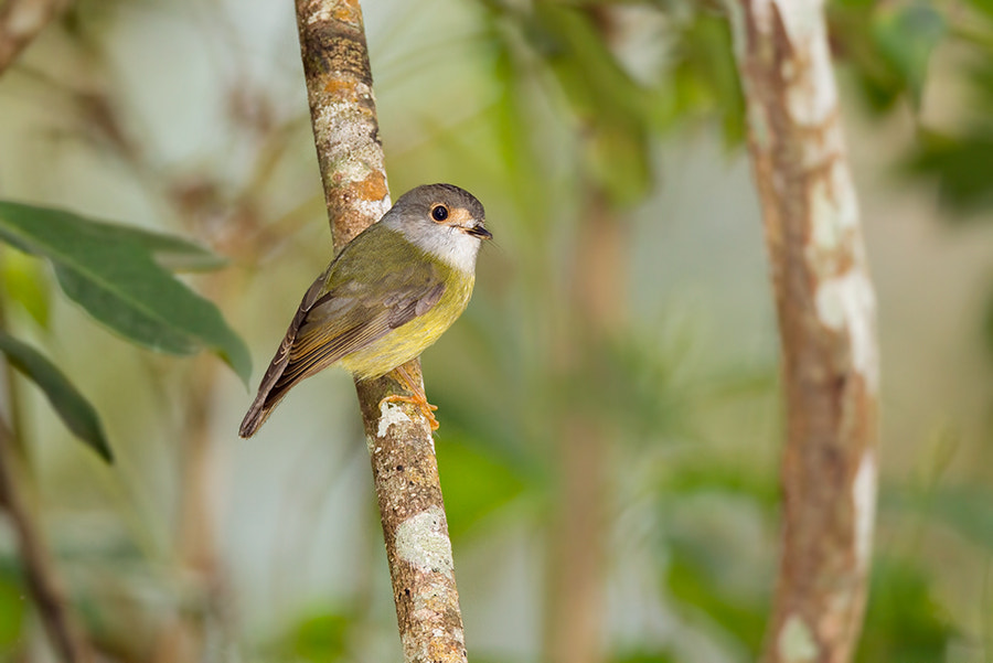 Canon EOS 7D + Canon EF 800mm F5.6L IS USM sample photo. Pale-yellow robin photography