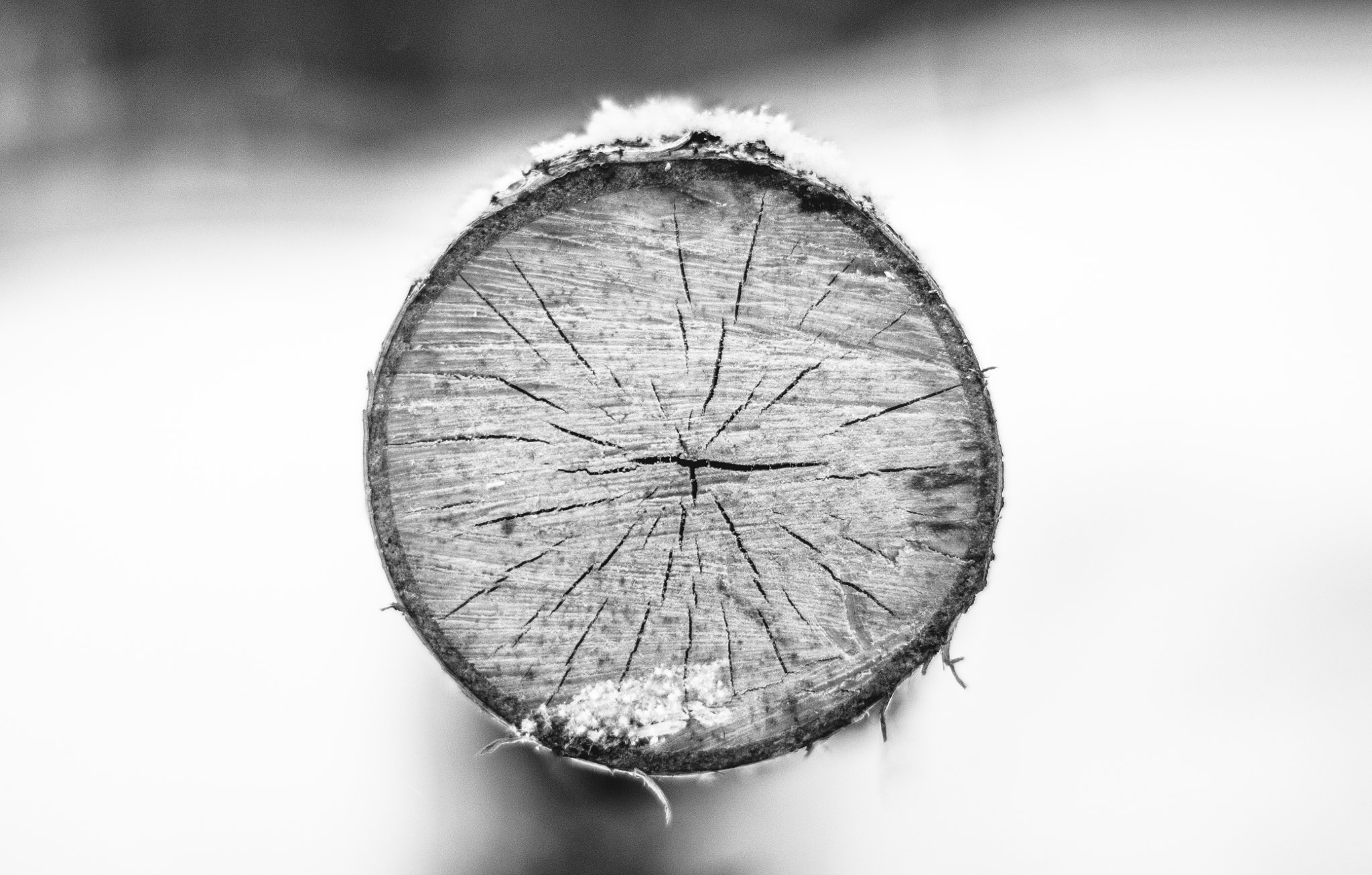 Sony Alpha DSLR-A500 + Sony 50mm F1.4 sample photo. Dead tree / snow cover photography