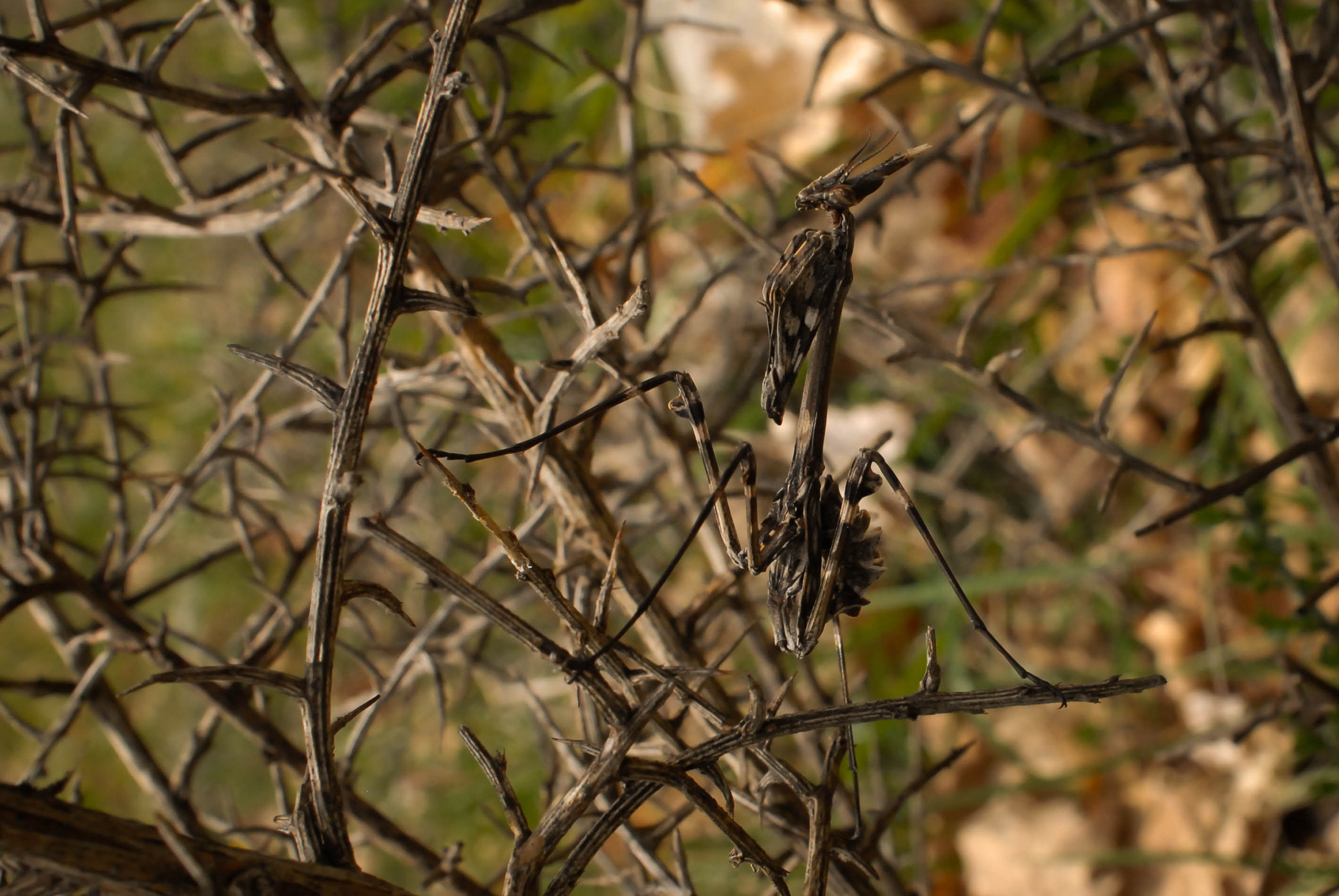 AF Zoom-Nikkor 28-85mm f/3.5-4.5 sample photo. Tu veux ma photo !!!! photography