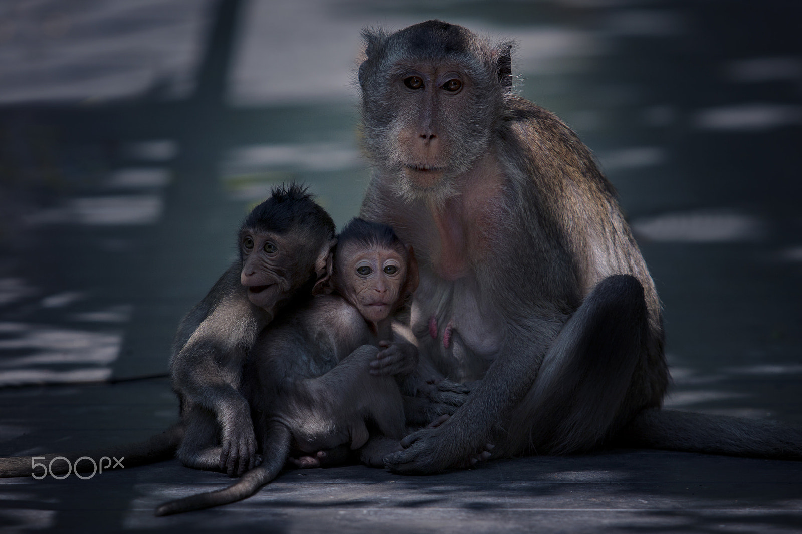 Canon EOS 50D + Canon EF 70-200mm F2.8L USM sample photo. Family of monkey photography