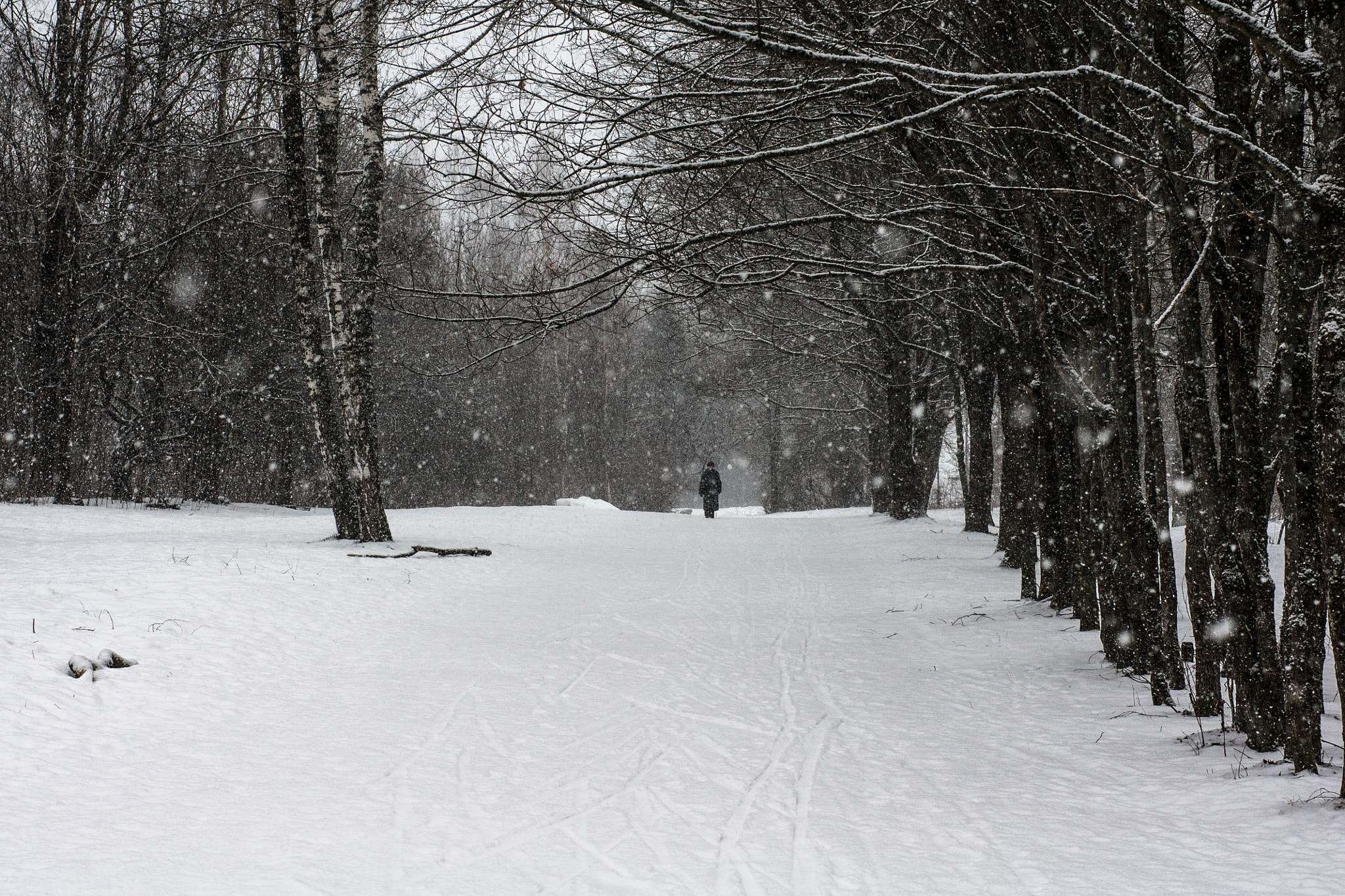 Sony Alpha DSLR-A500 + Sony 50mm F1.4 sample photo. Into the snowy wonderland photography