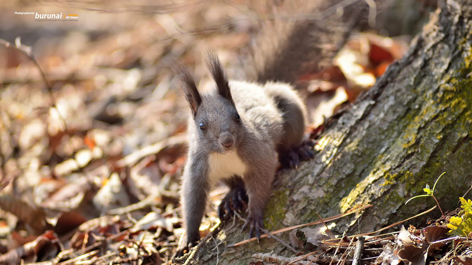 Nikon D800 + Nikkor 500mm f/4 P ED IF sample photo. Korean squirrel photography