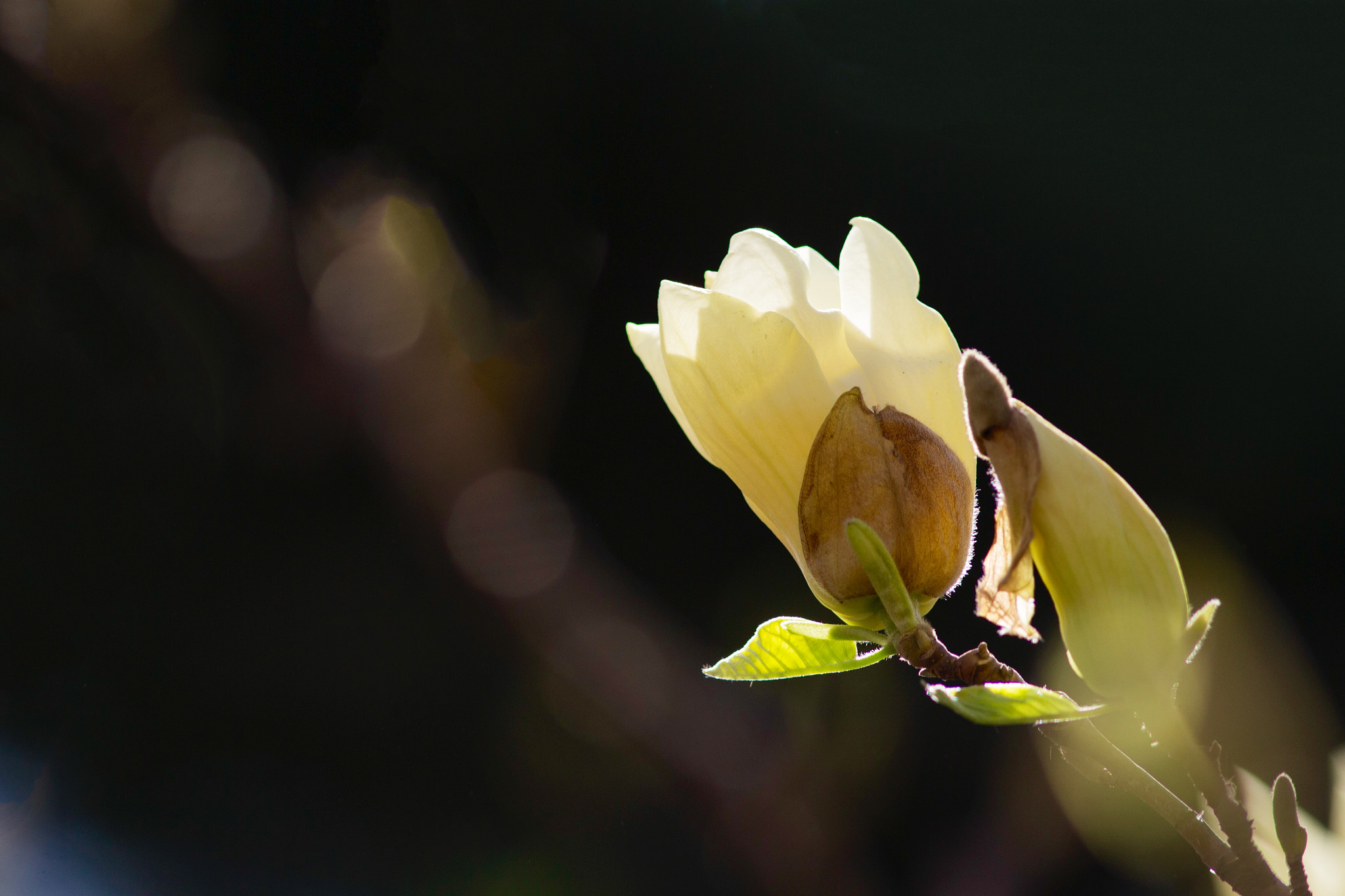 Canon EF 300mm F4L IS USM sample photo
