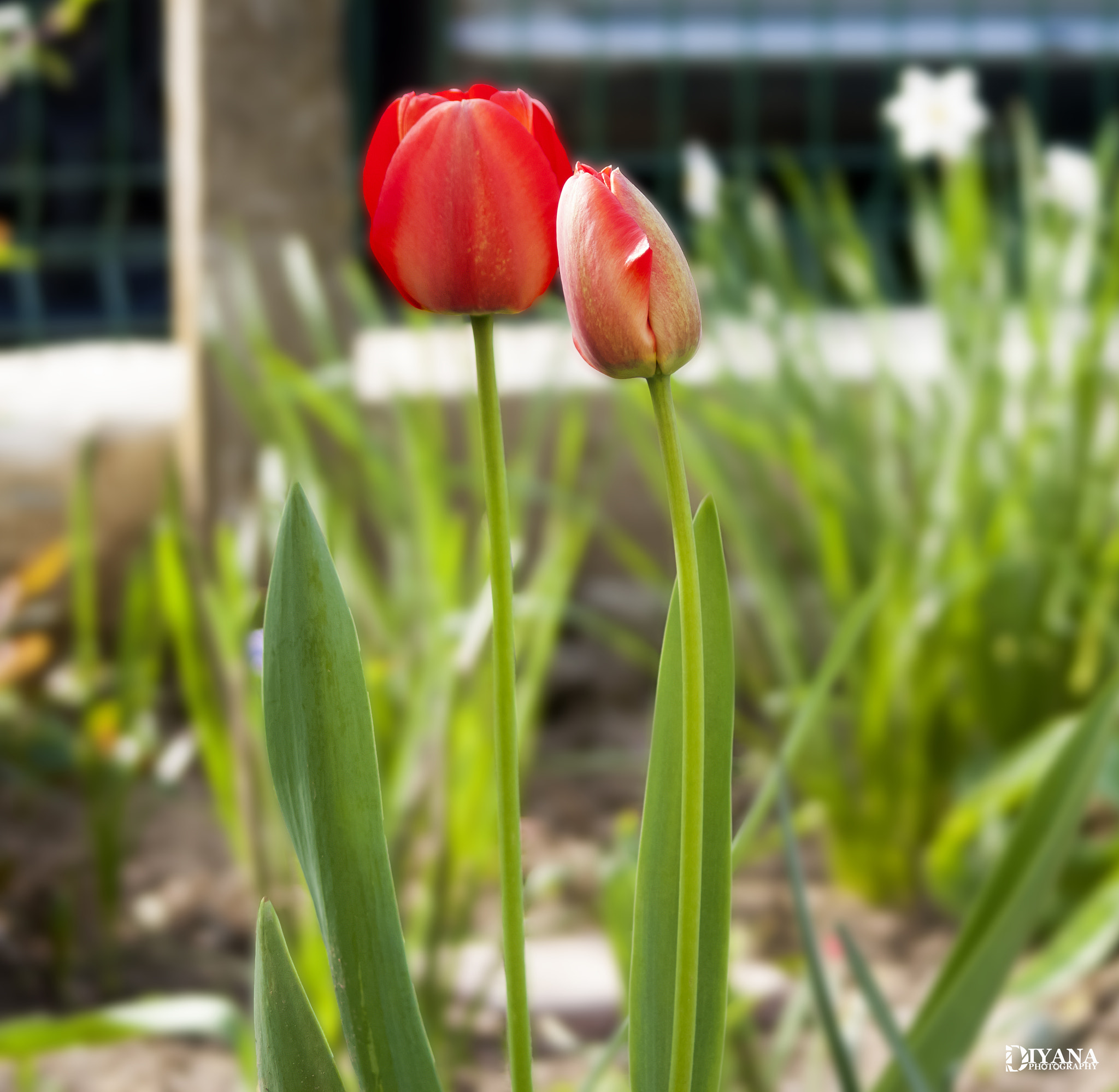 Canon EF 38-76mm f/4.5-5.6 sample photo. Red tulips photography