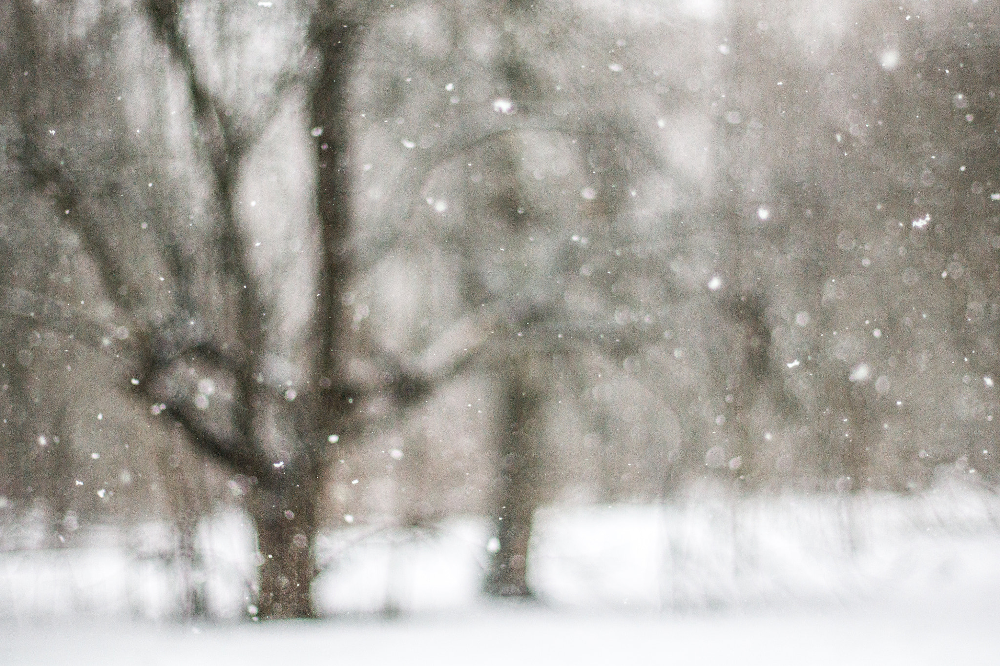 Sony Alpha DSLR-A500 + Sony 50mm F1.4 sample photo. Snowy forest photography