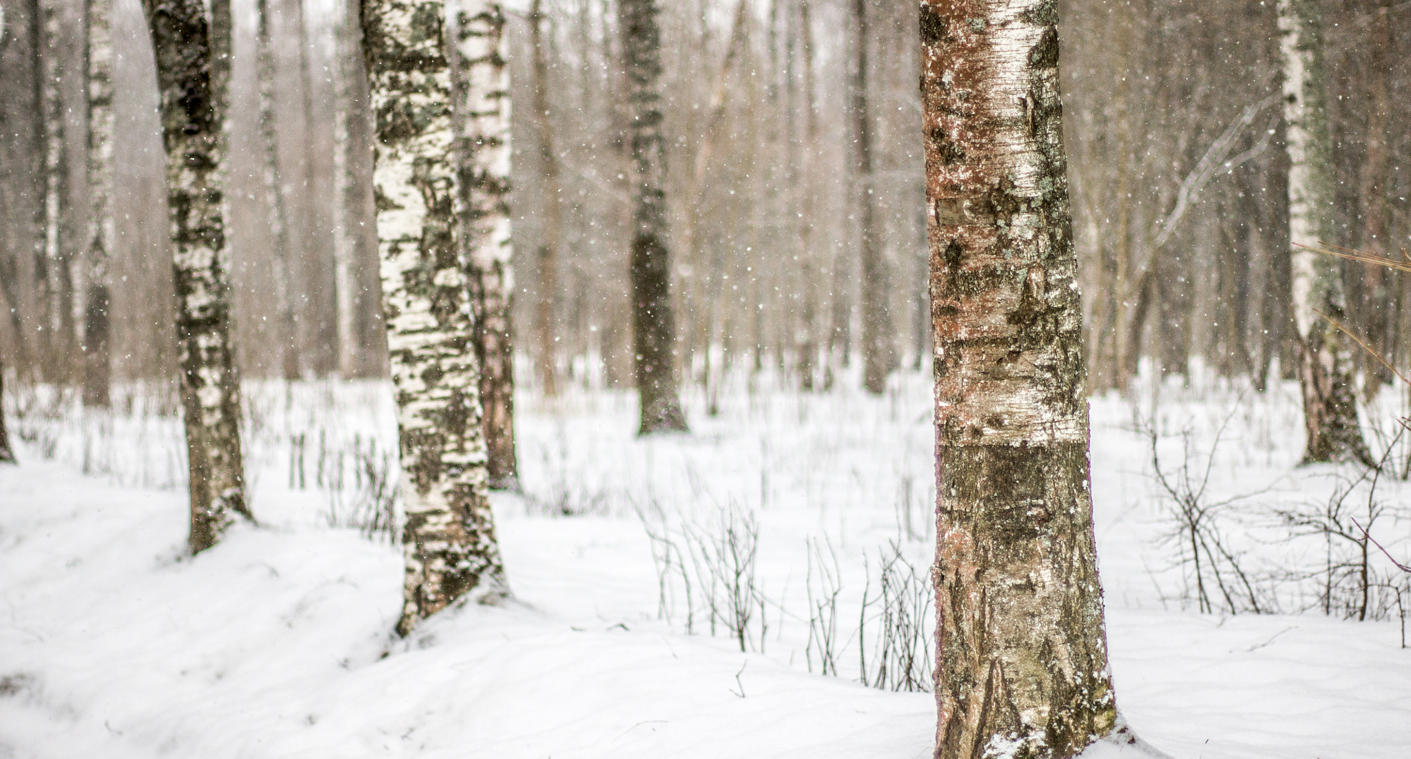 Sony Alpha DSLR-A500 + Sony 50mm F1.4 sample photo. Snowy forest photography