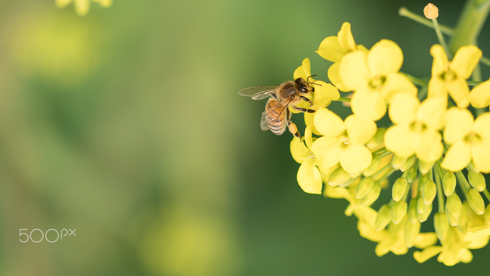 Sony a7R II + Canon EF 100mm F2.8L Macro IS USM sample photo. Bee with flowers photography