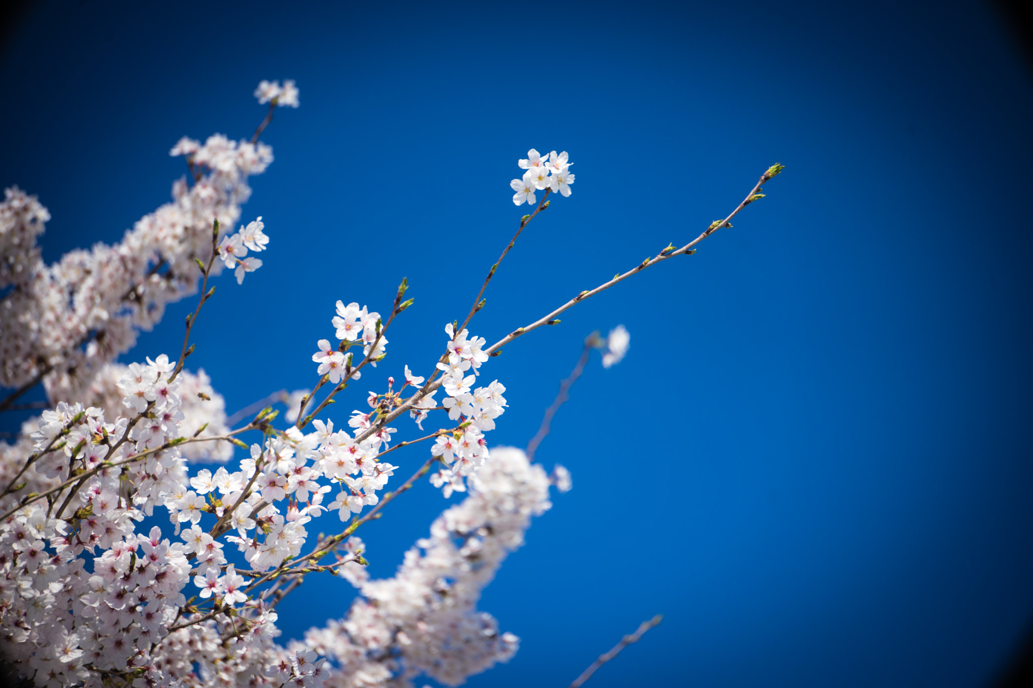 Sony a7 + Sony E 55-210mm F4.5-6.3 OSS sample photo. Cherry blossom #1 photography