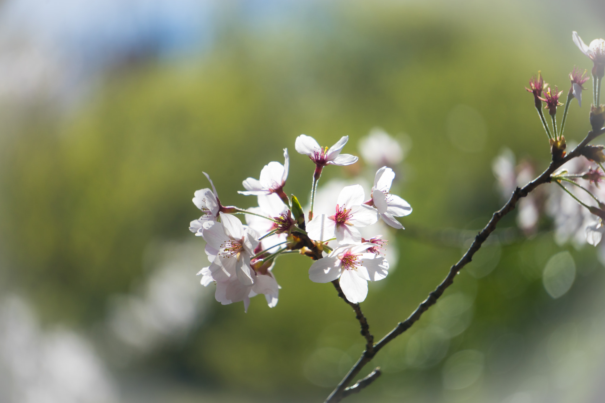 Sony a7 + Sony E 55-210mm F4.5-6.3 OSS sample photo. Cherry blossom #2 photography