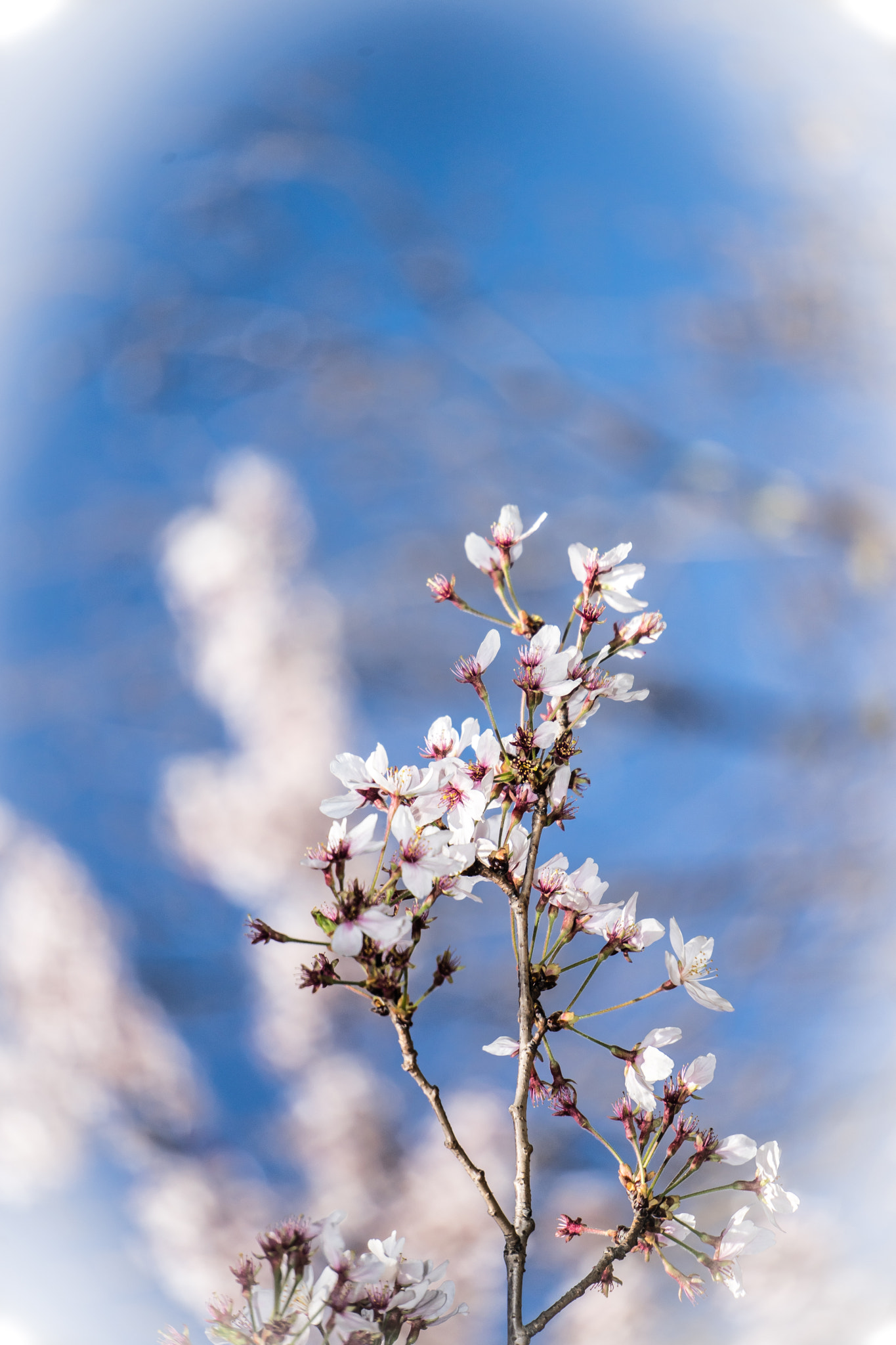Sony a7 + Sony E 55-210mm F4.5-6.3 OSS sample photo. Cherry blossom #3 photography