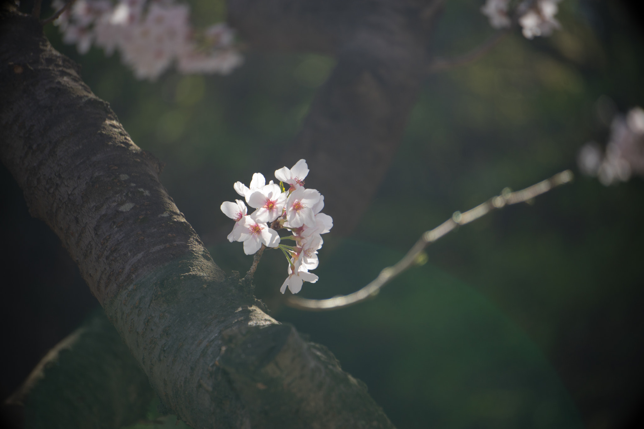Sony a7 + Sony E 55-210mm F4.5-6.3 OSS sample photo. Cherry blossom  #4 photography