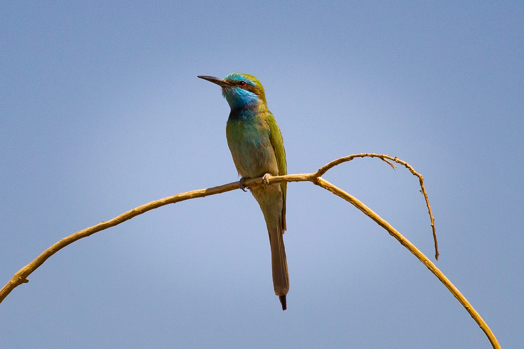 Canon EOS 6D + Canon EF 400mm F5.6L USM sample photo. Little green bee-eater photography