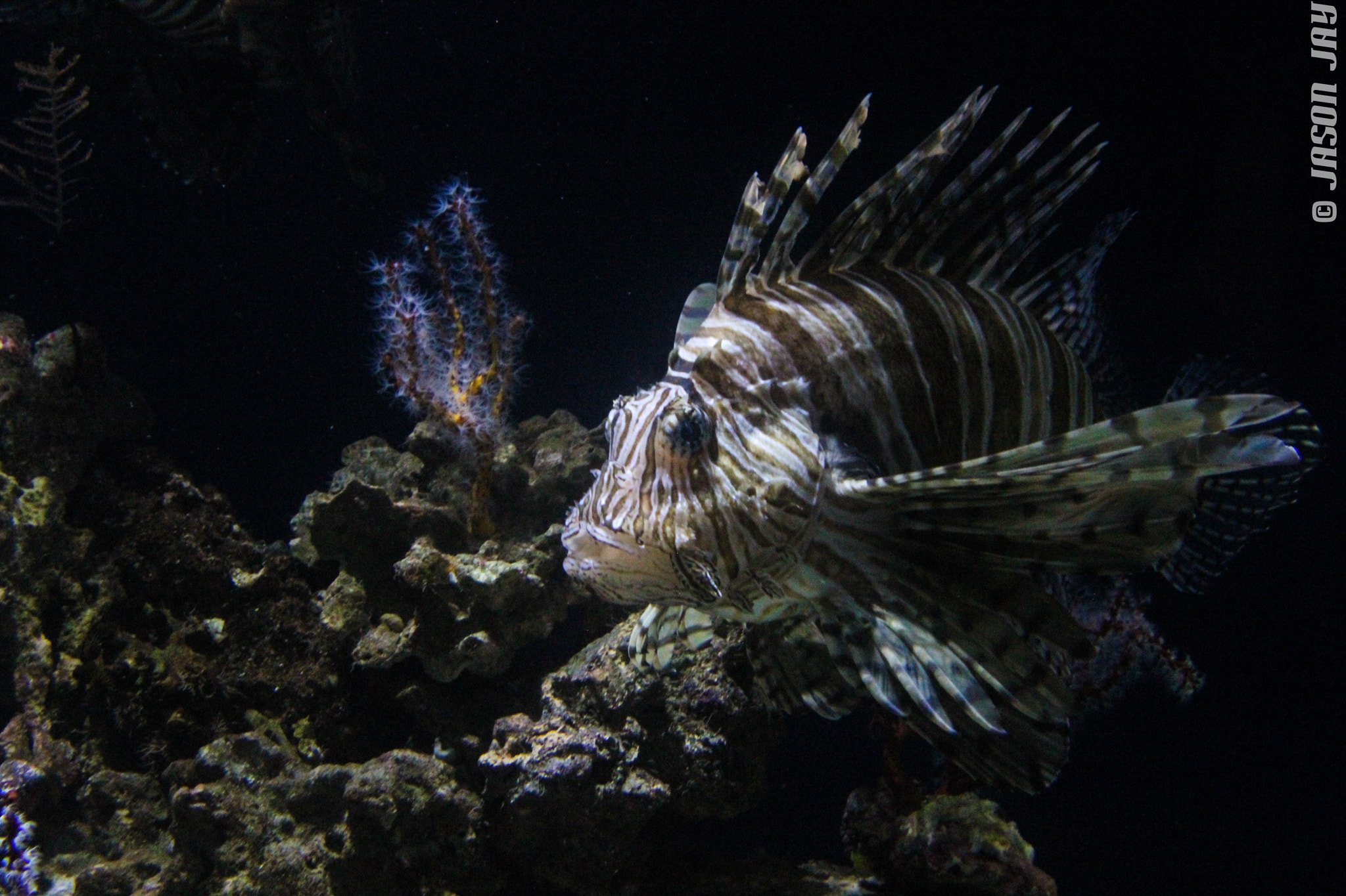 Canon EOS 600D (Rebel EOS T3i / EOS Kiss X5) sample photo. Lion fishy photography