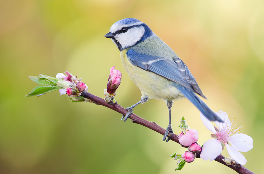 Nikon D5100 + Nikon AF-S Nikkor 300mm F4D ED-IF sample photo. Spring tit photography