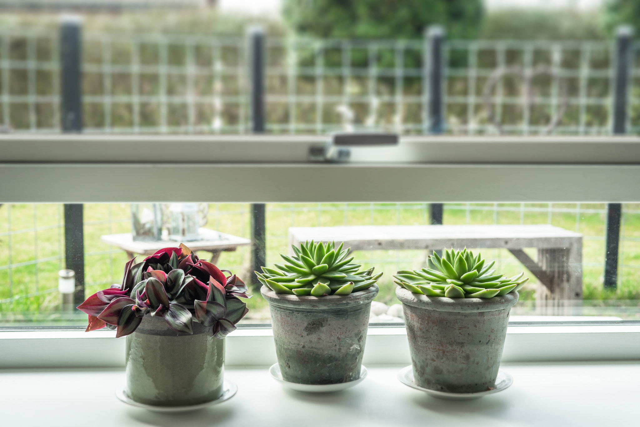 Sony a7R + Sony 50mm F1.4 sample photo. Plants in rustic pots photography