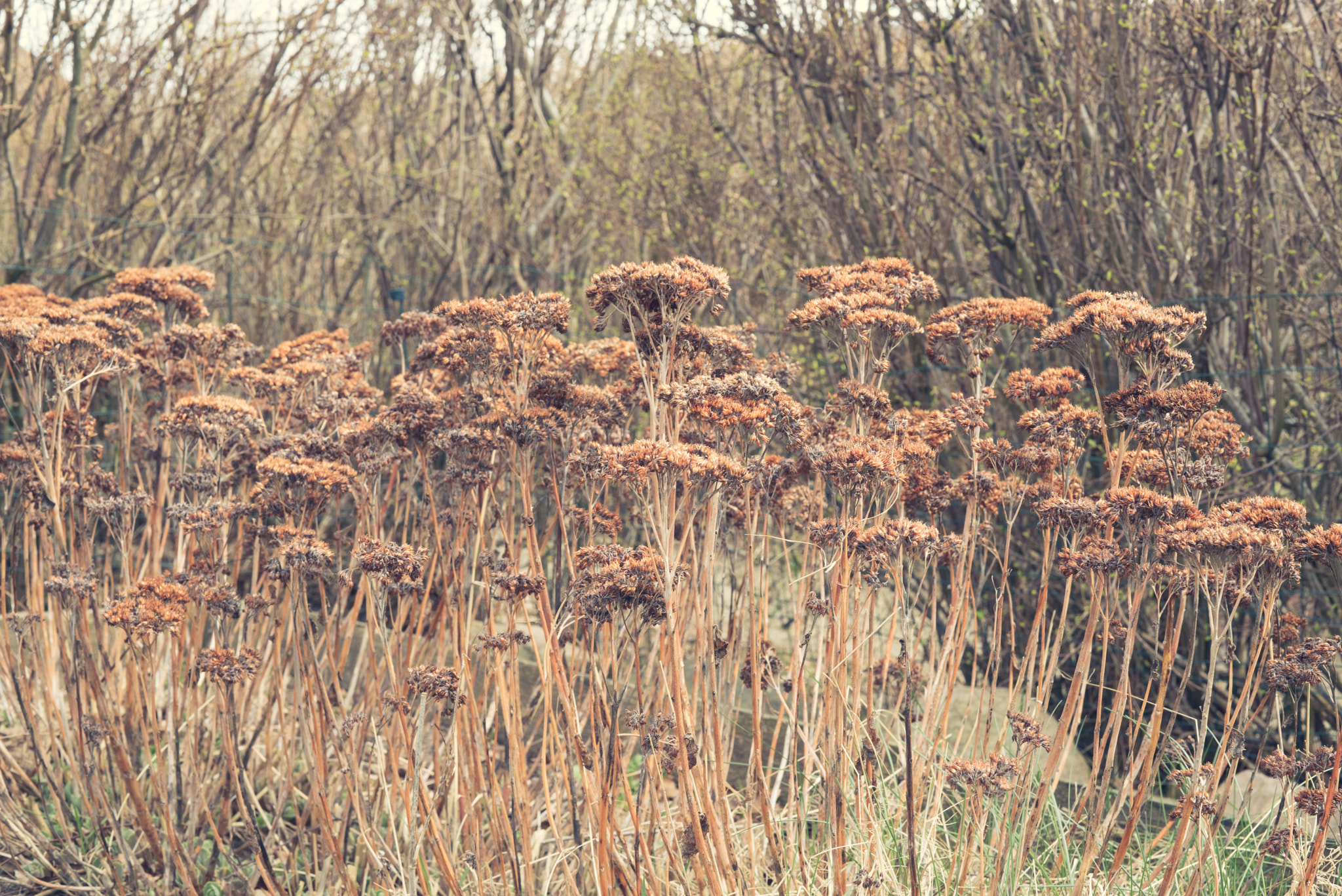 Sony a7R + Sony 50mm F1.4 sample photo. Withered flowers in a garden photography