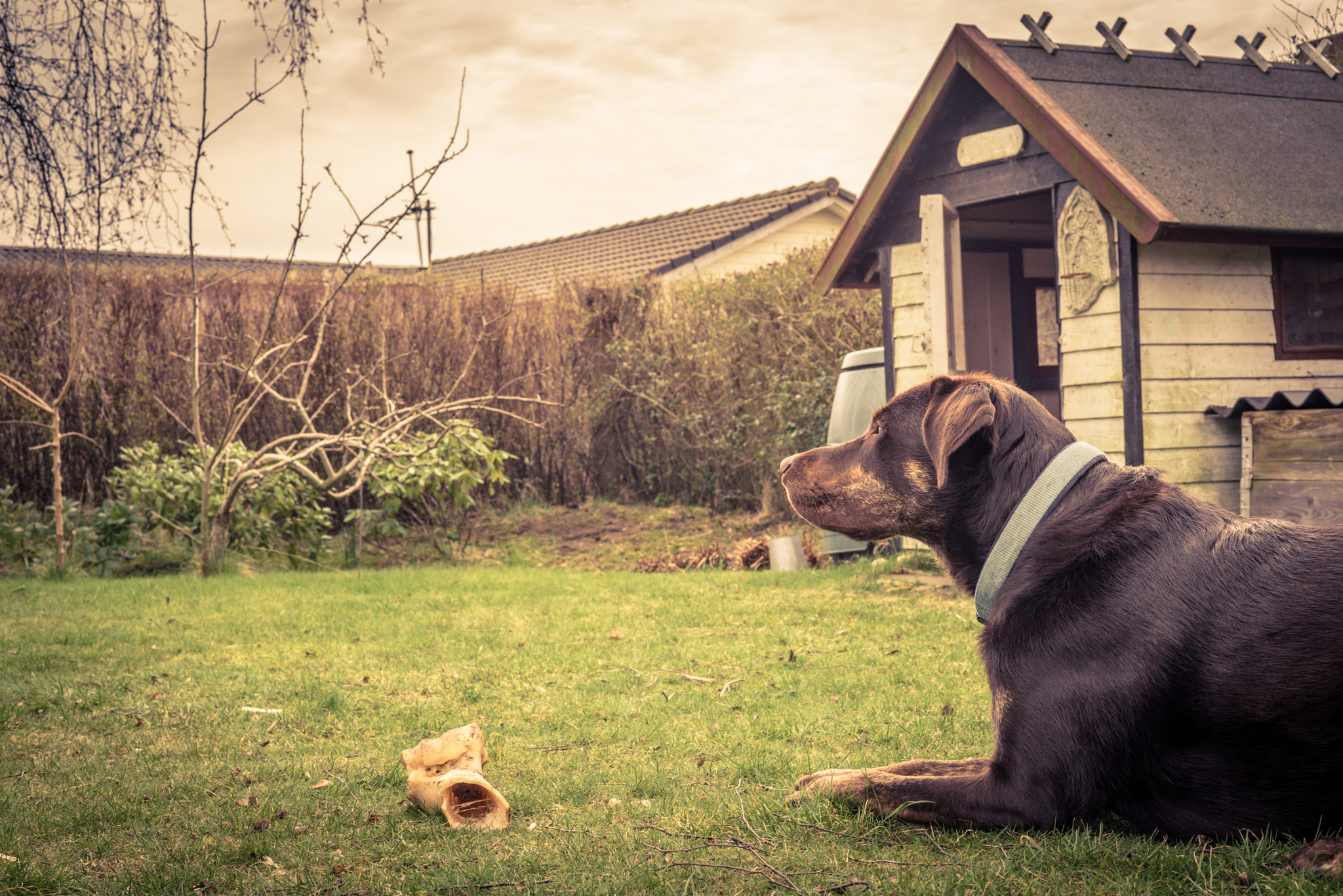 Sony a7R + Sony 50mm F1.4 sample photo. Dog in a garden with a bone photography