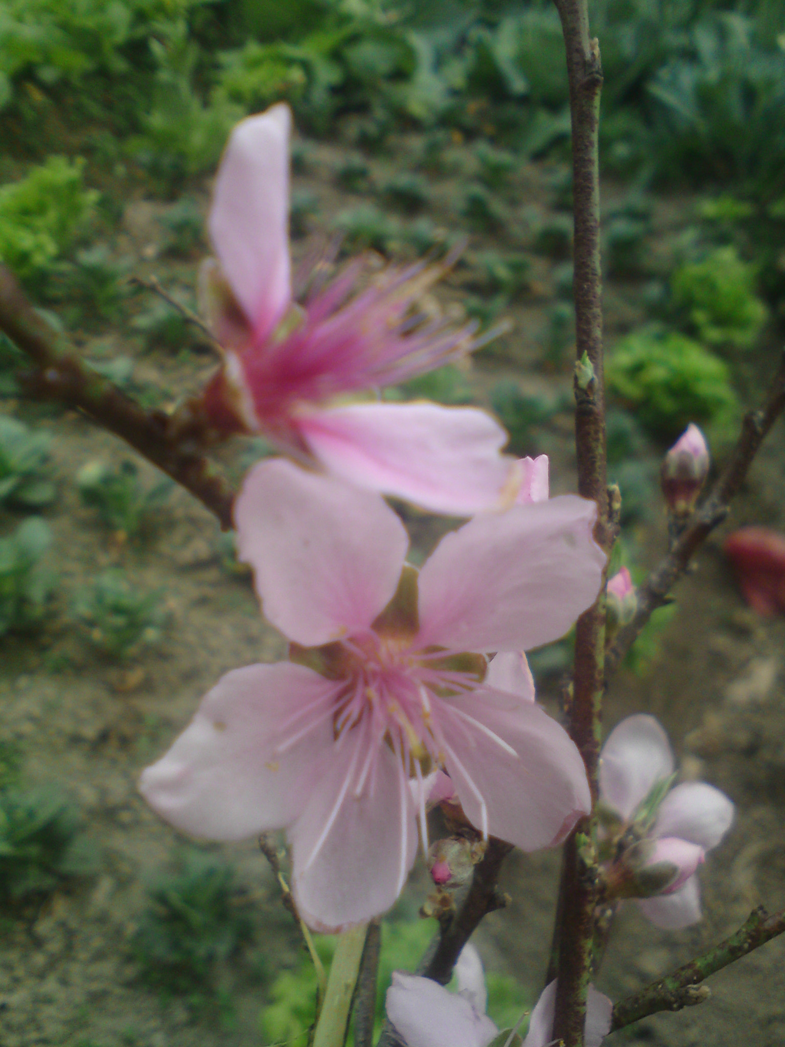 Sony Ericsson W995 sample photo. 自家种的桃花 photography